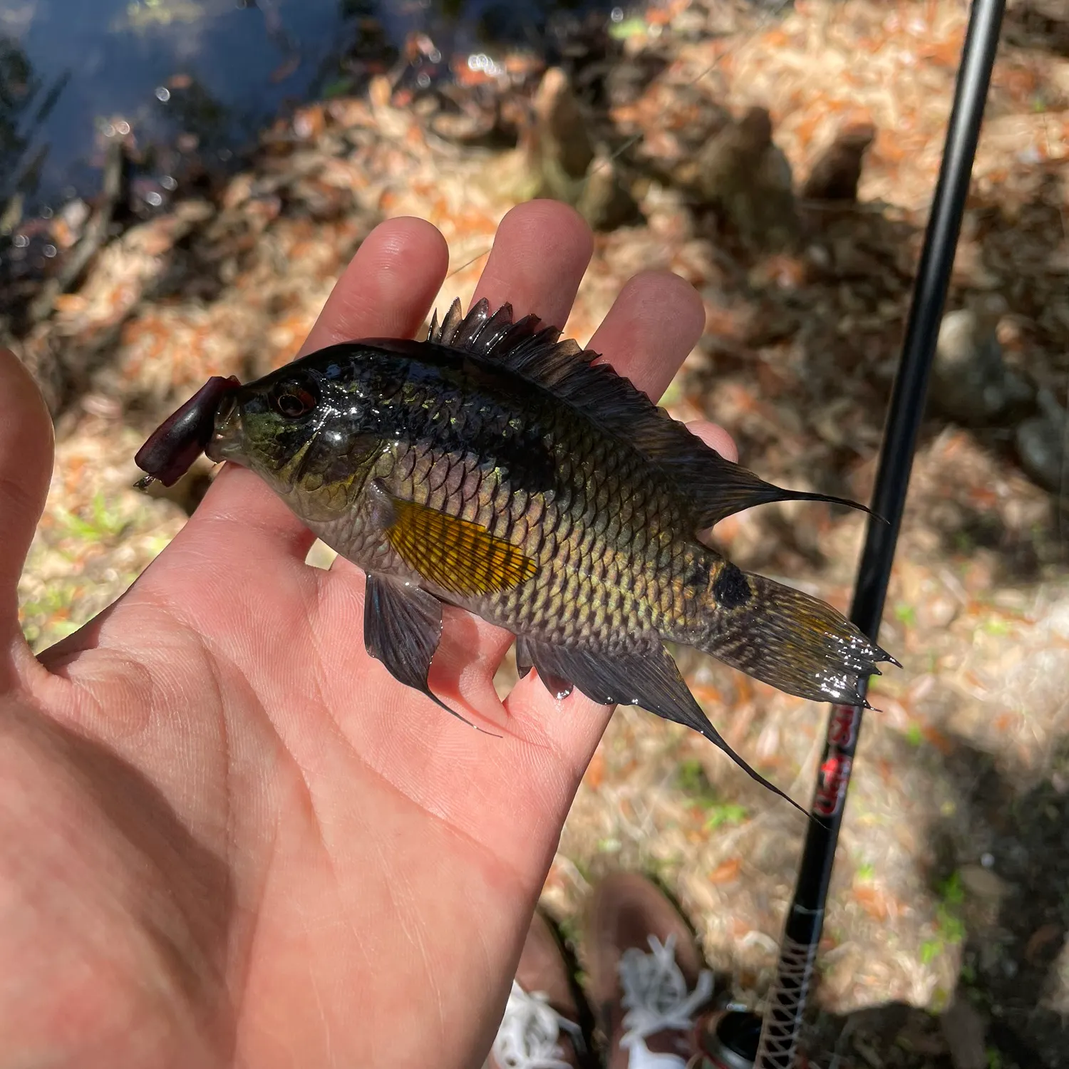The most recent Black acara catches on Fishbrain