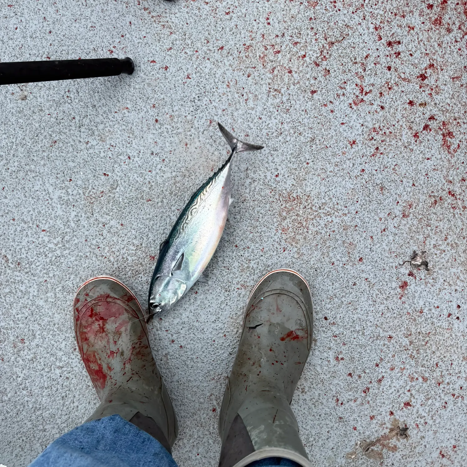 The most recent Frigate tuna catches on Fishbrain