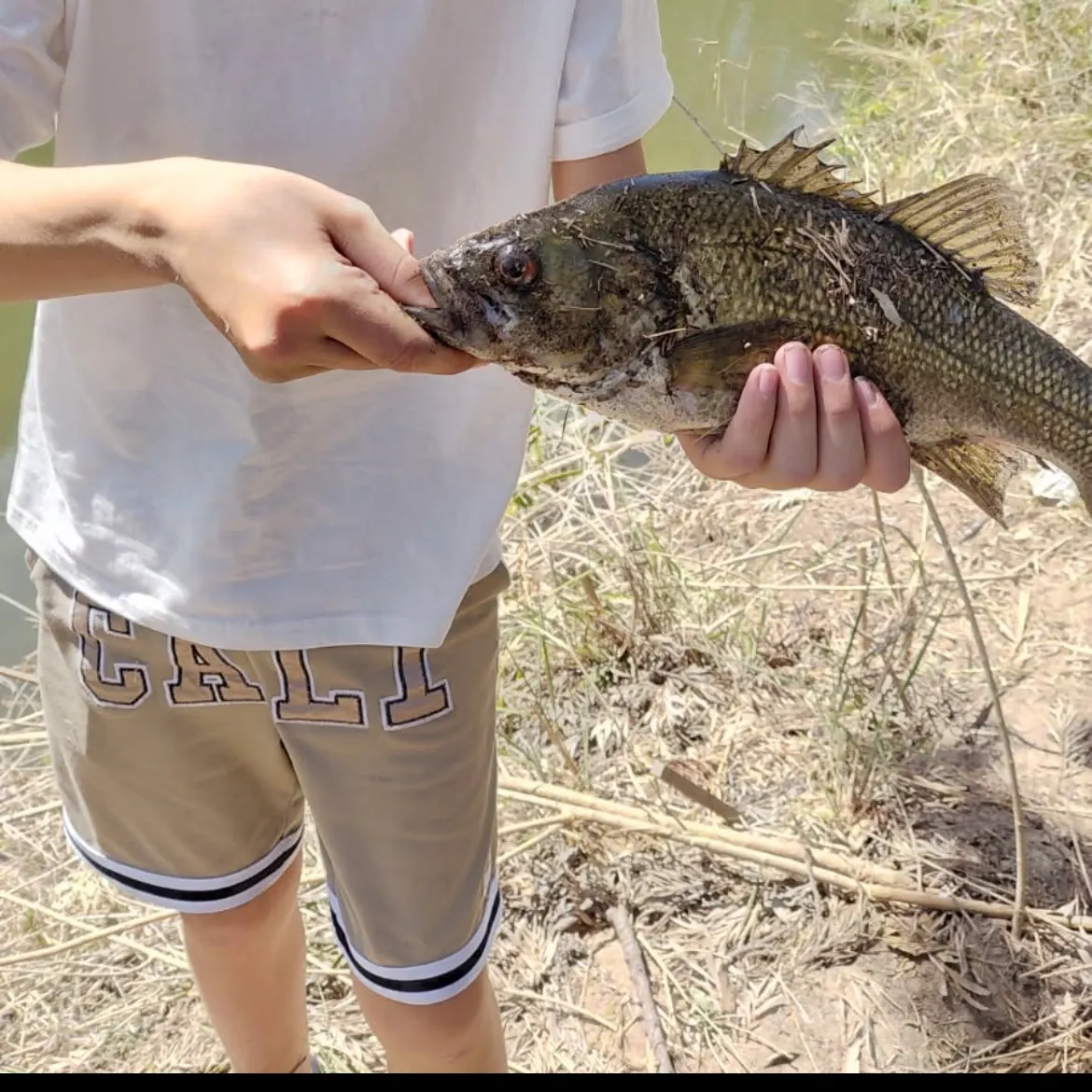 Australian bass caught on Fishbrain