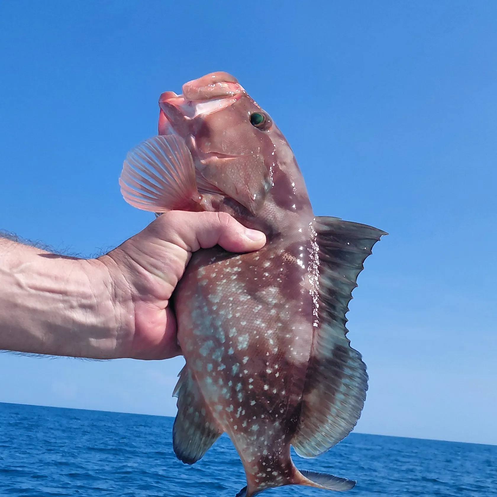 Red grouper caught on Fishbrain