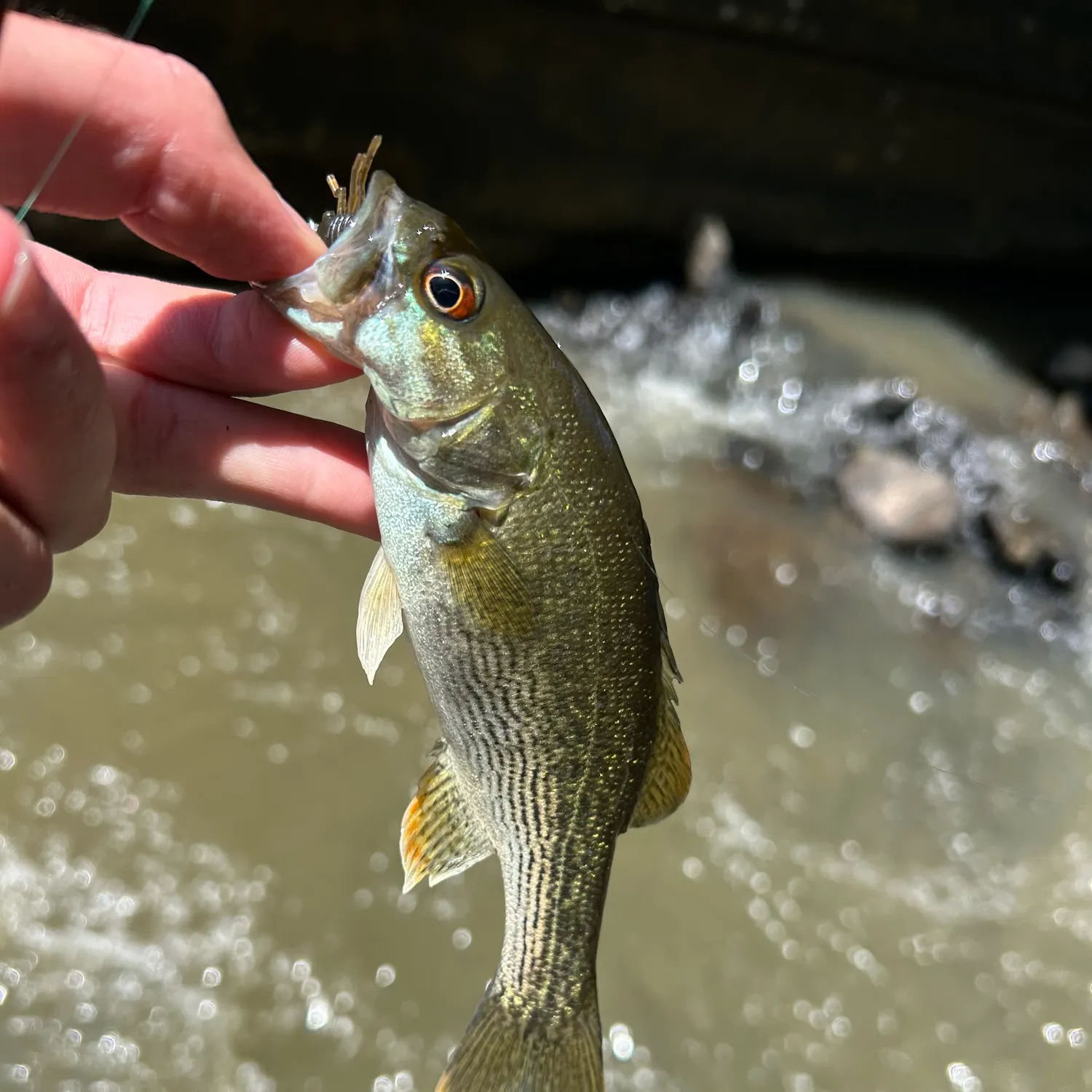 The most recent Altamaha bass catches on Fishbrain