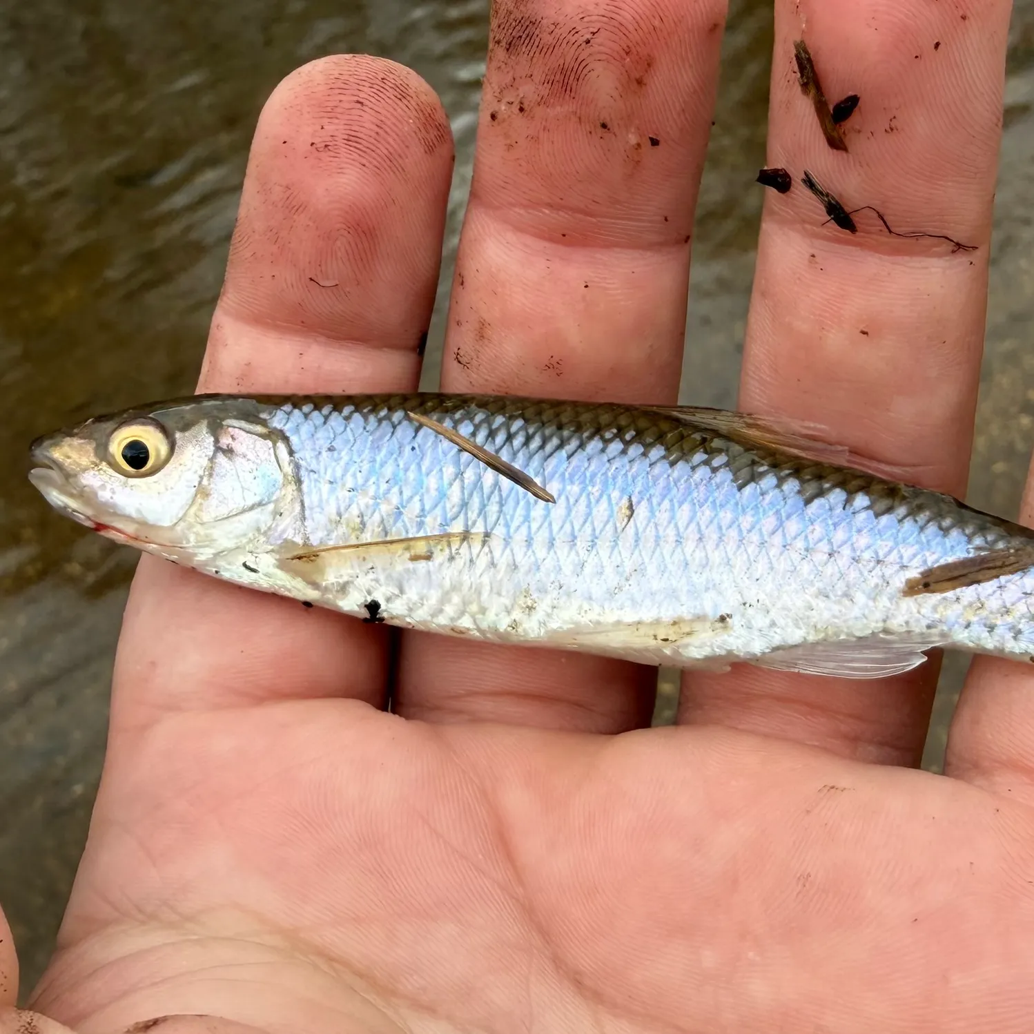 The most recent Spottail shiner catches on Fishbrain