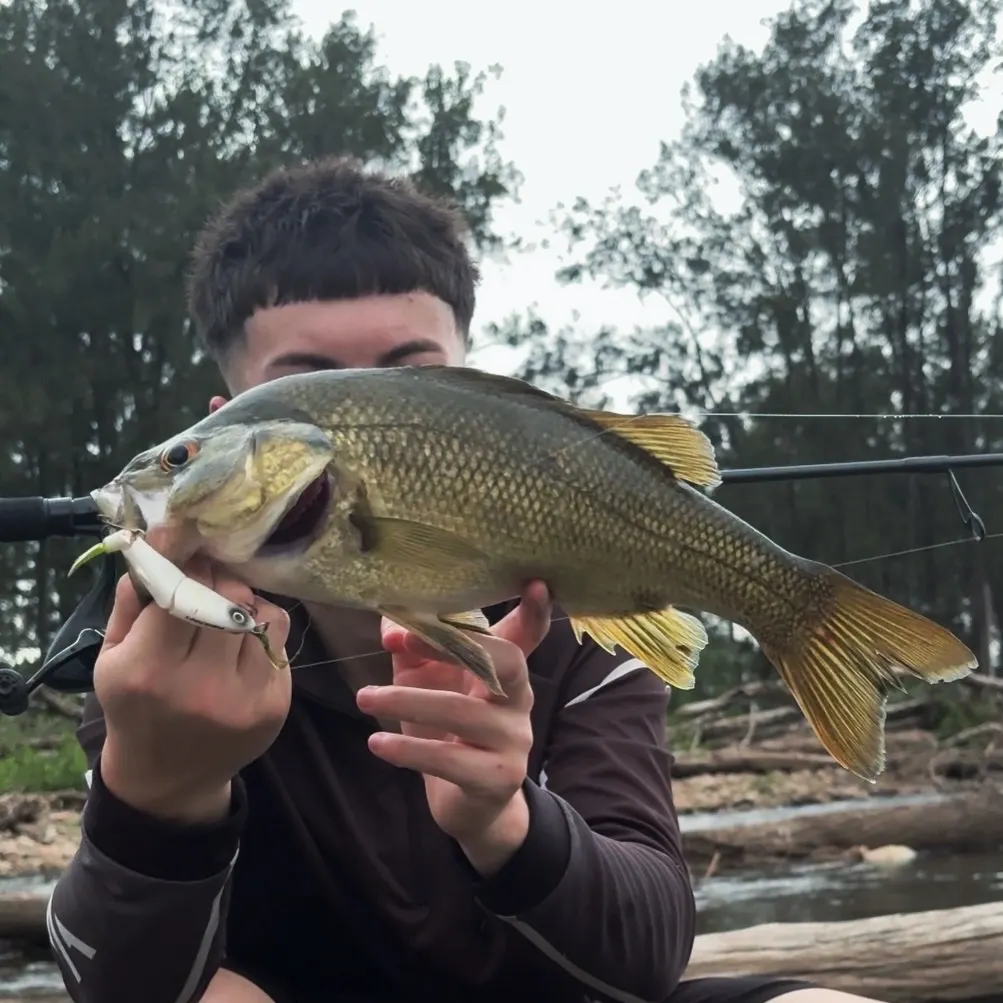 The most recent Australian bass catches on Fishbrain