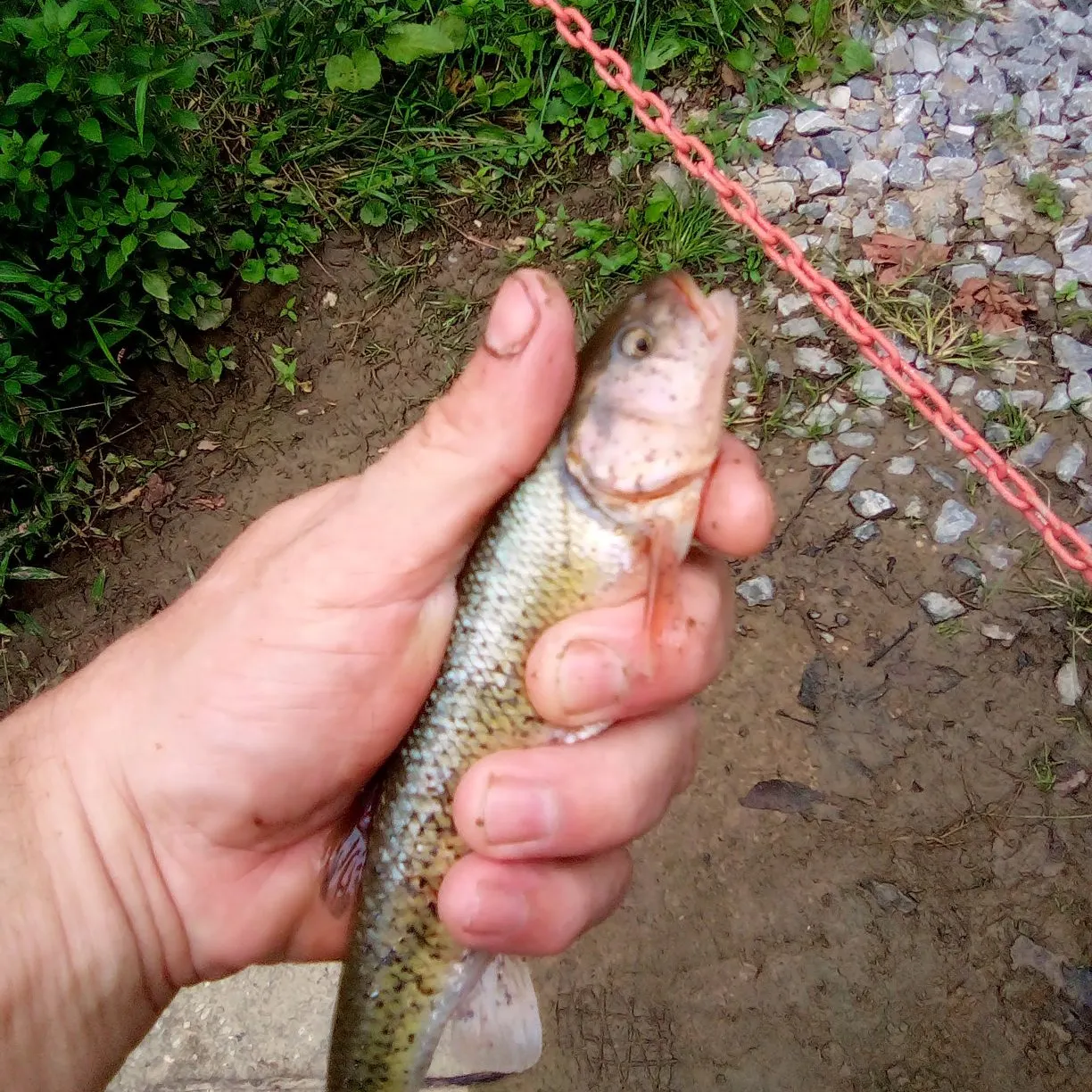 The most recent Redspot chub catches on Fishbrain