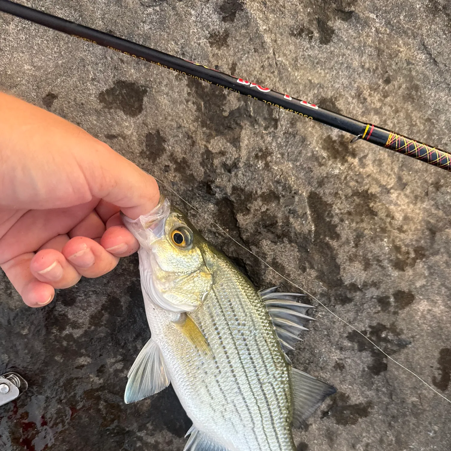 White bass caught on Fishbrain