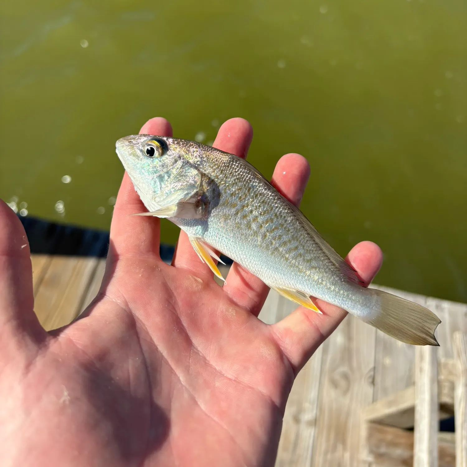 The most recent Atlantic croaker catches on Fishbrain
