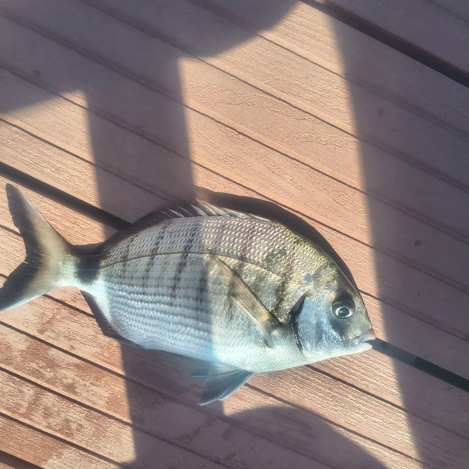 The most recent White seabream catches on Fishbrain