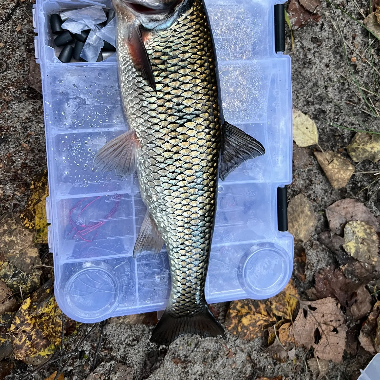 Fallfish caught on Fishbrain