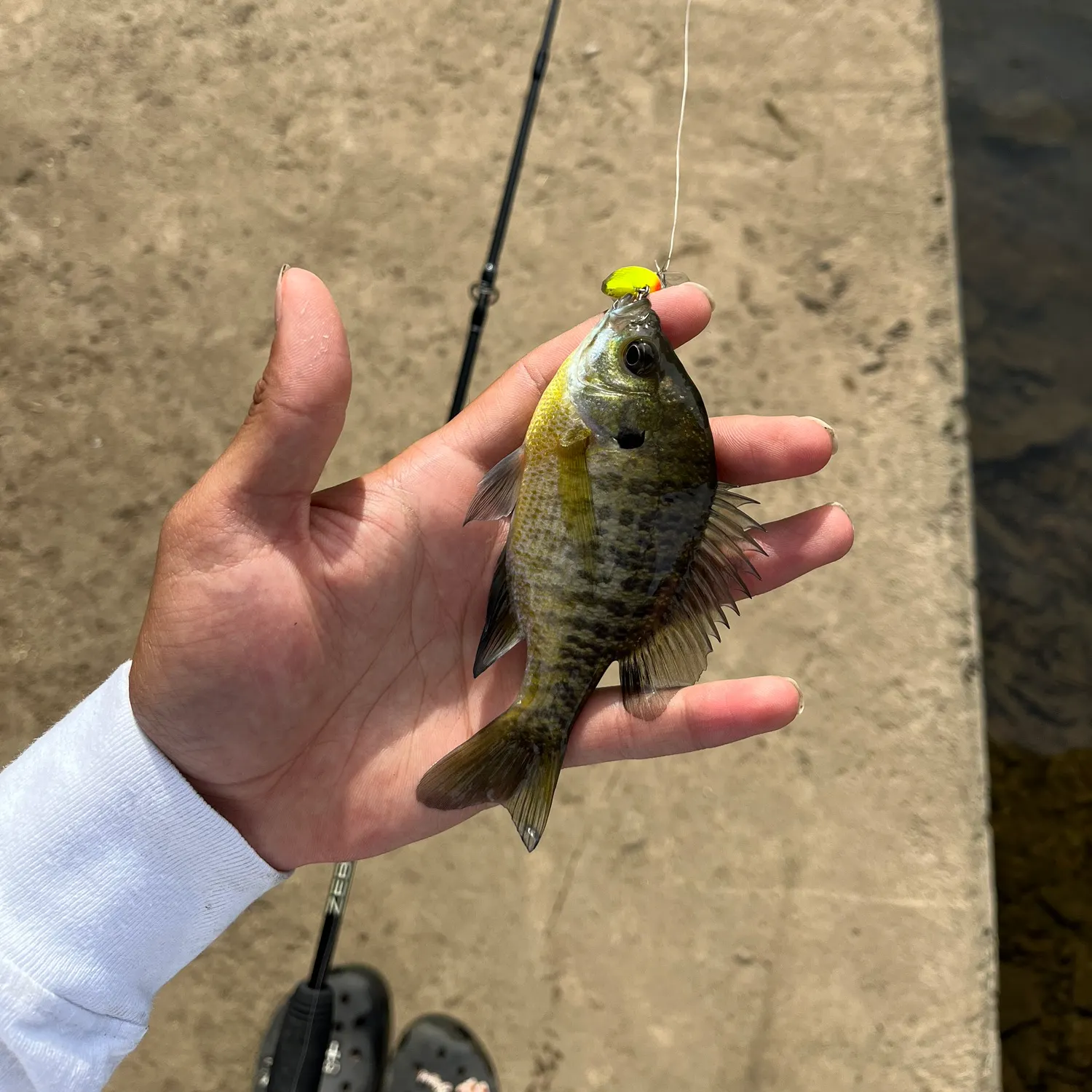 Bluegill caught on Fishbrain