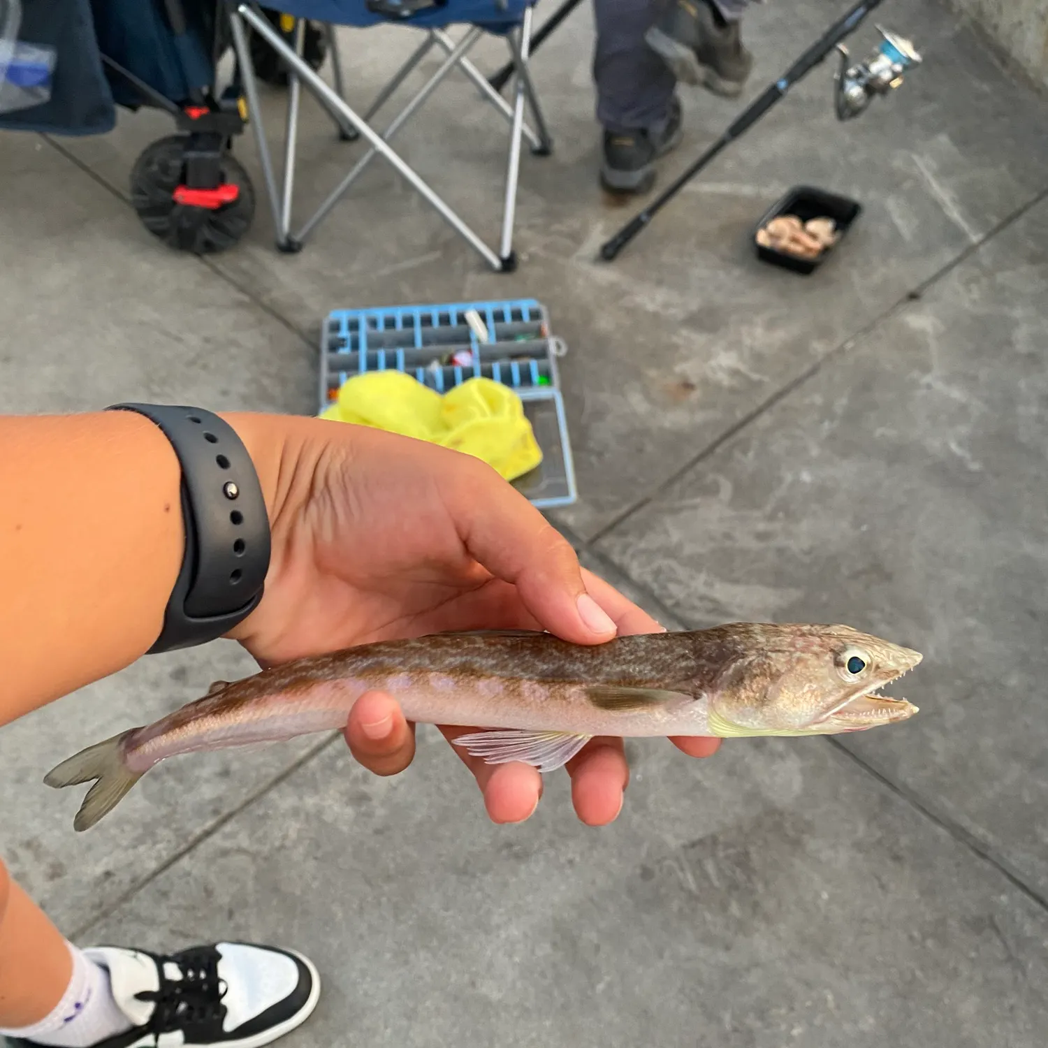 California lizardfish caught on Fishbrain