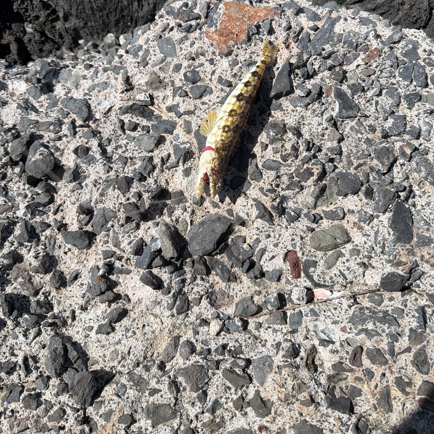 The most recent Atlantic lizardfish catches on Fishbrain