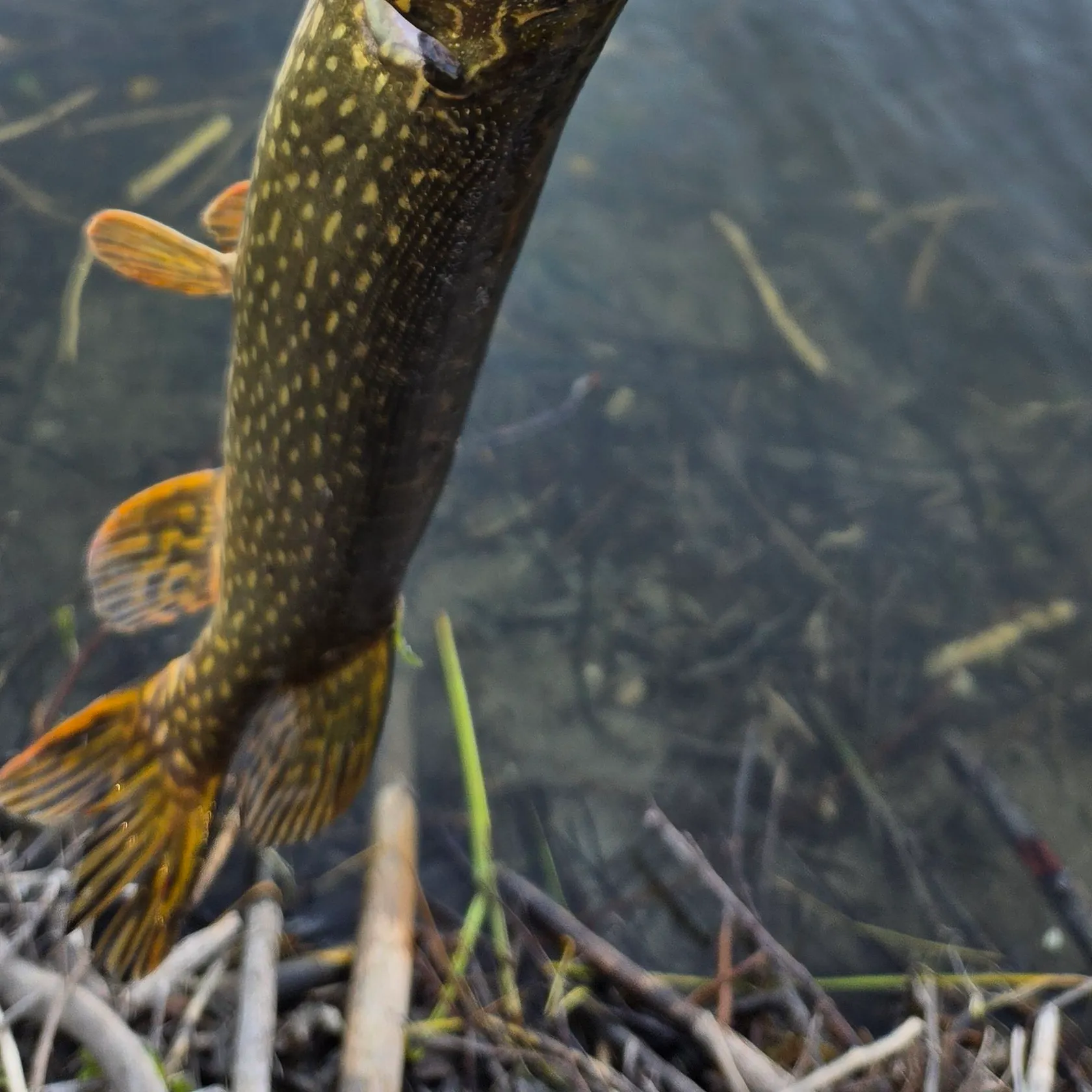 Northern pike caught on Fishbrain