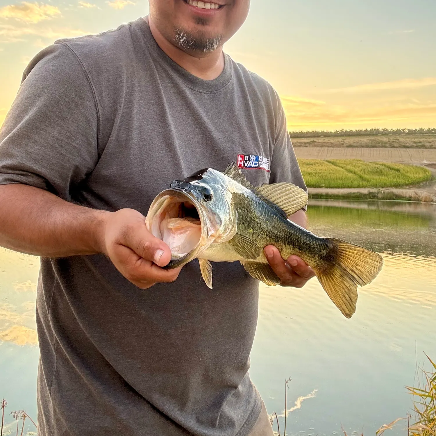 Largemouth bass caught on Fishbrain