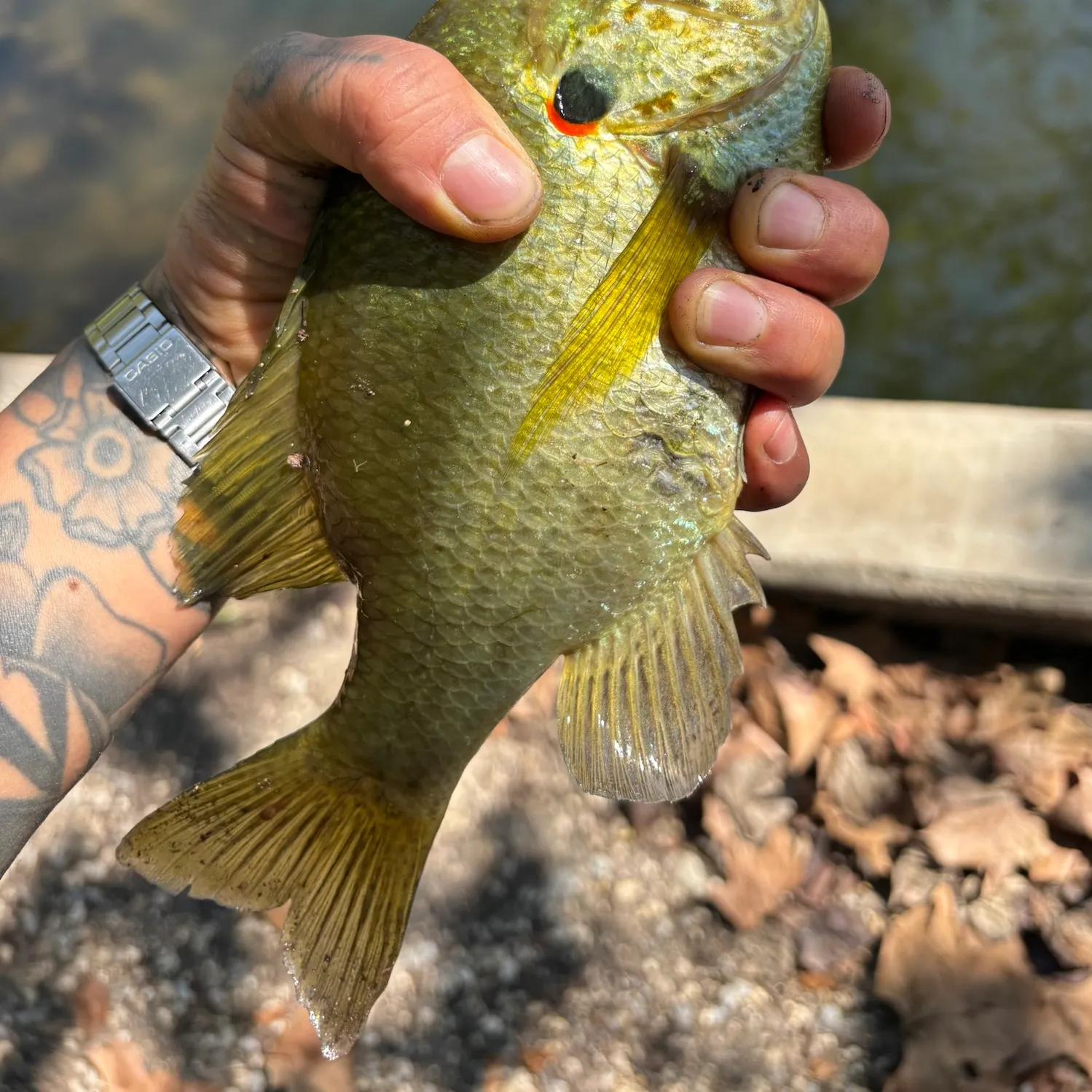 Redear sunfish caught on Fishbrain
