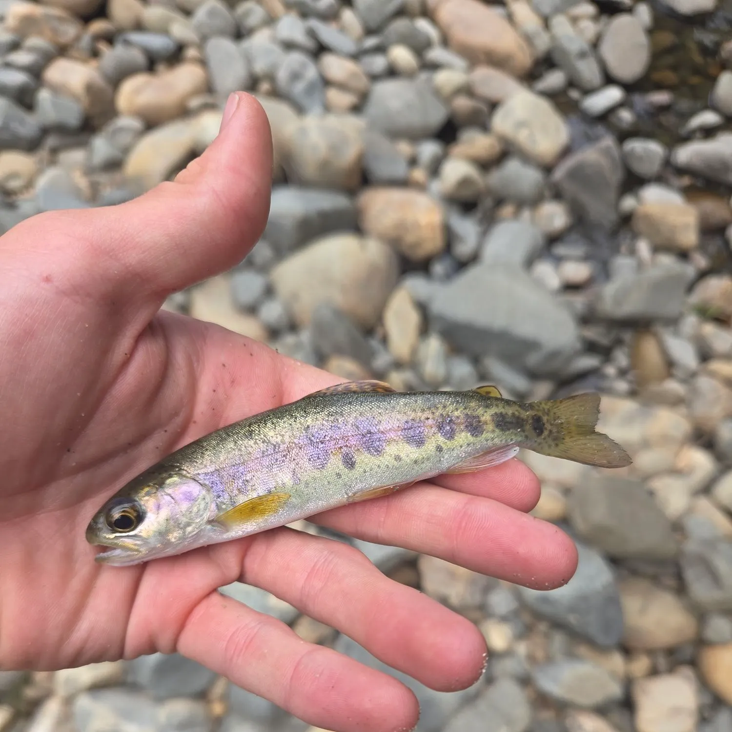 Rainbow trout caught on Fishbrain