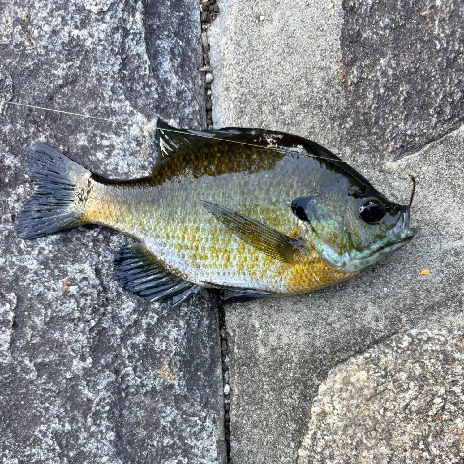 Bluegill caught on Fishbrain