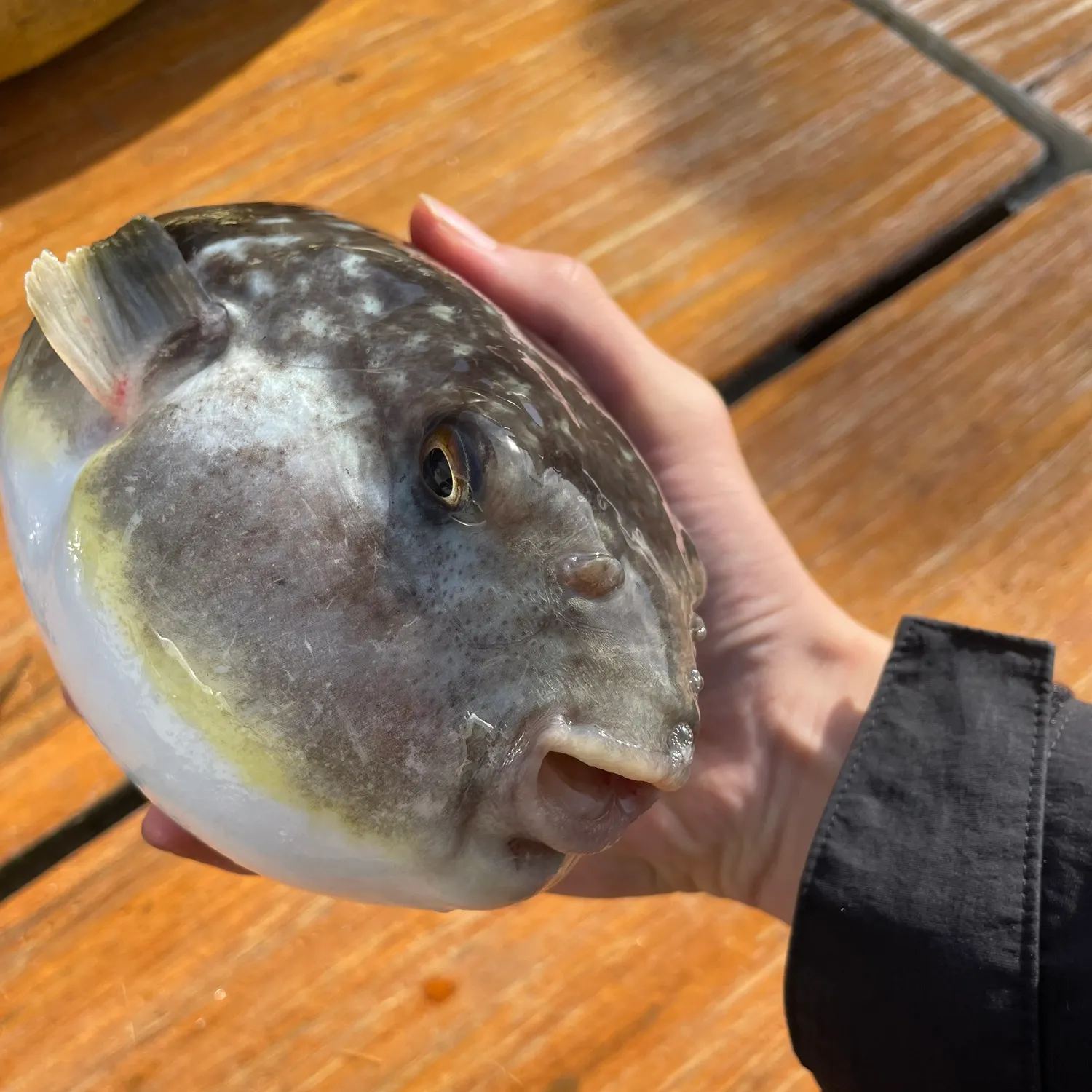 The most recent Shōsai pufferfish catches on Fishbrain
