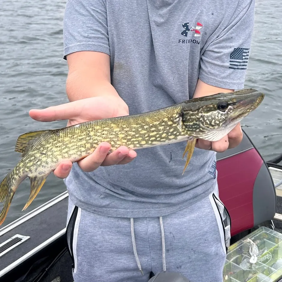 Northern pike caught on Fishbrain