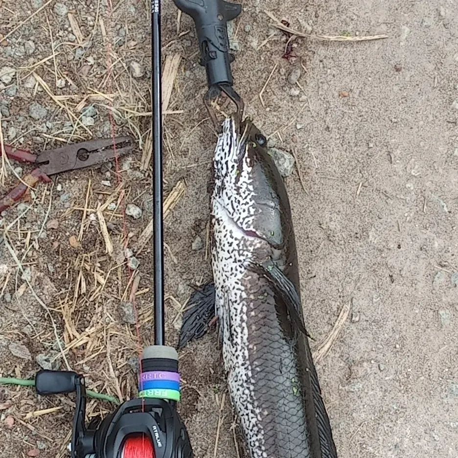 The most recent Striped snakehead catches on Fishbrain