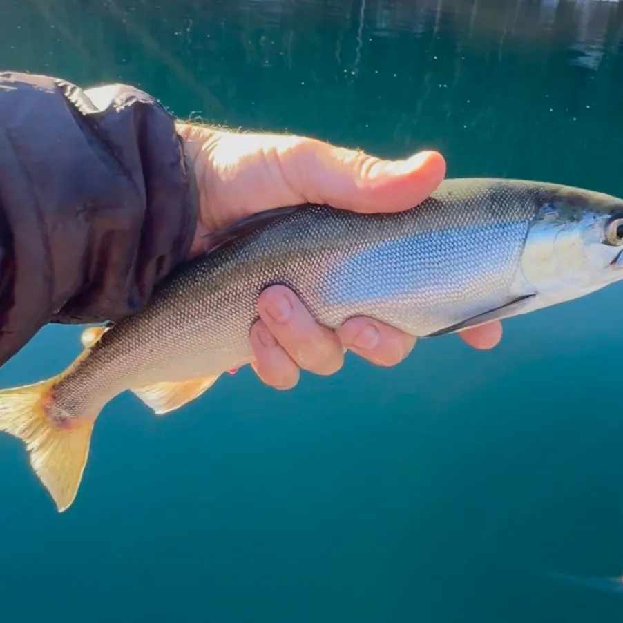 Kokanee salmon caught on Fishbrain