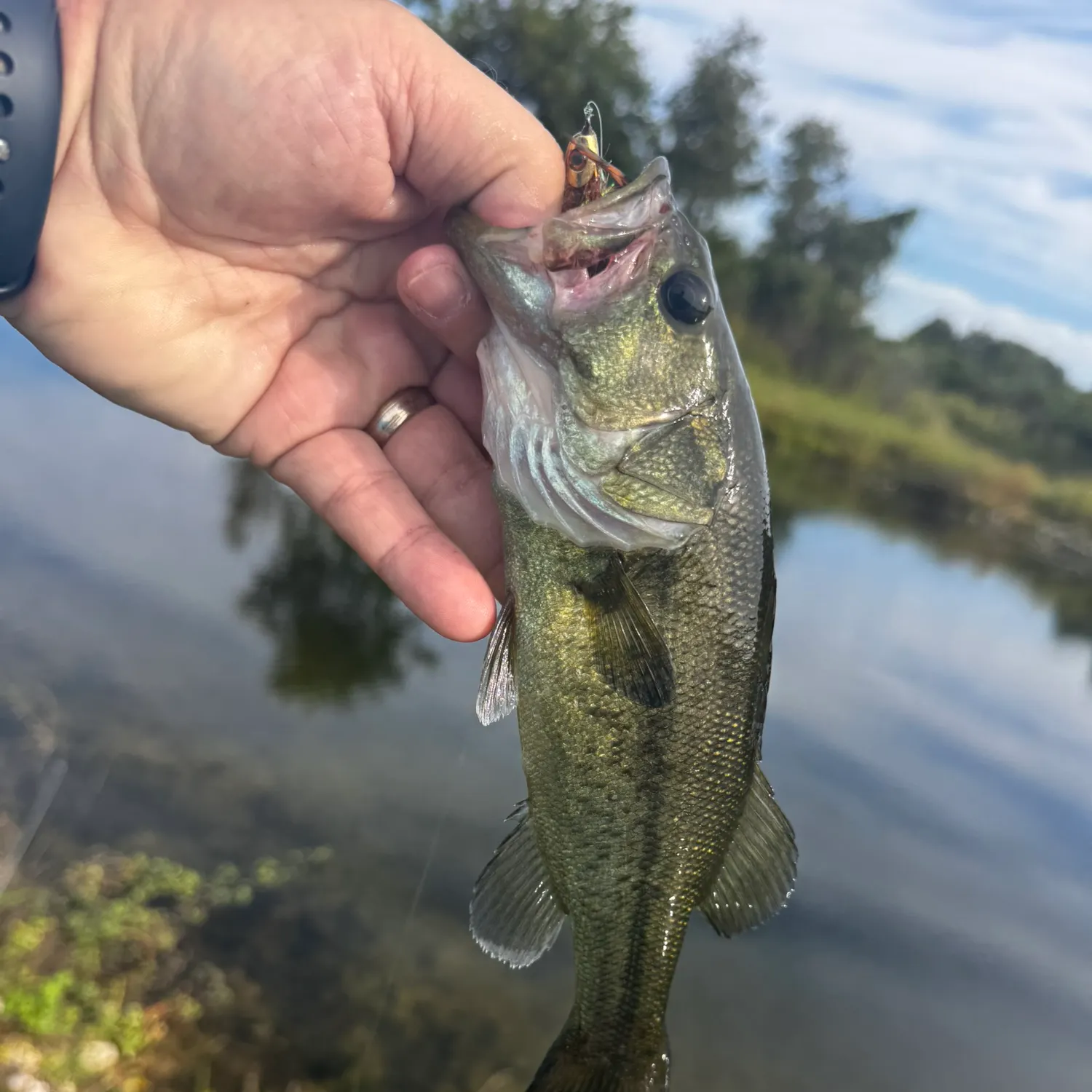 Largemouth bass caught on Fishbrain