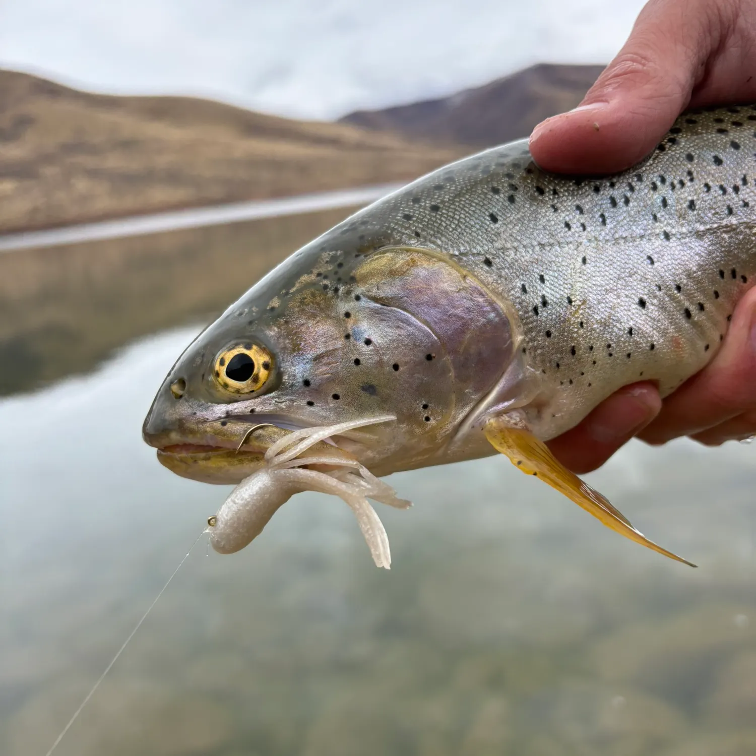 The most recent Bonneville cutthroat trout catches on Fishbrain