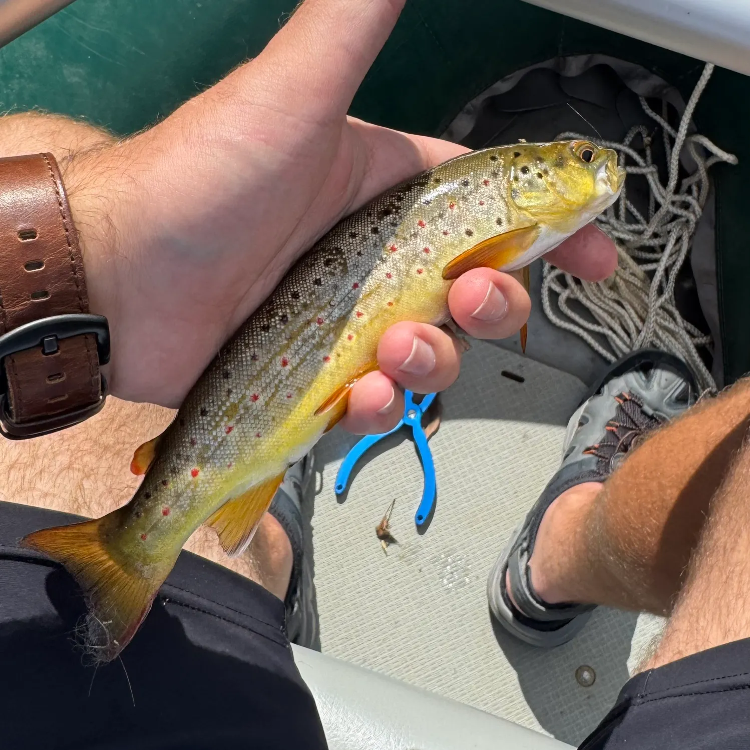 Brown trout caught on Fishbrain