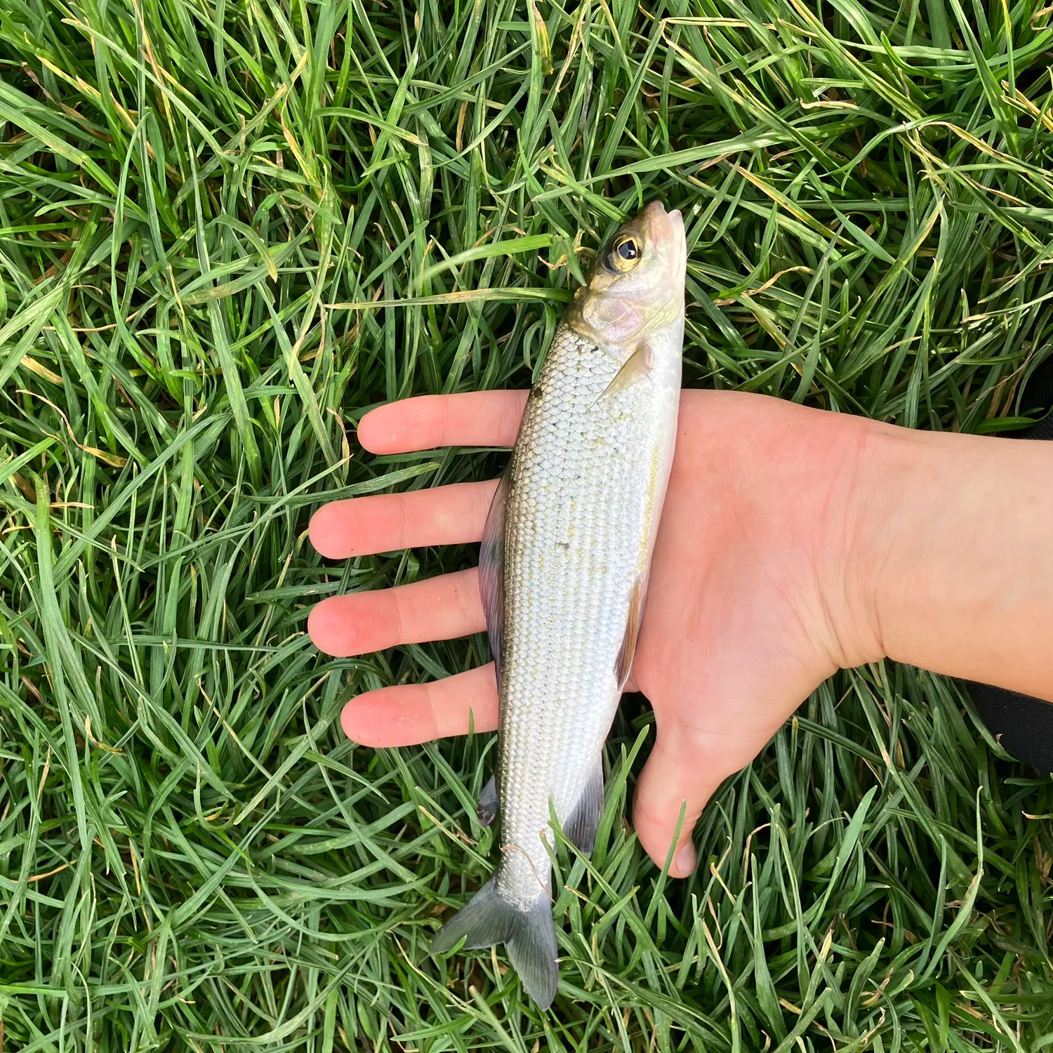 European grayling caught on Fishbrain