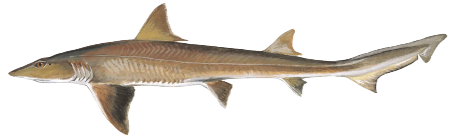 Dusky smooth-hound