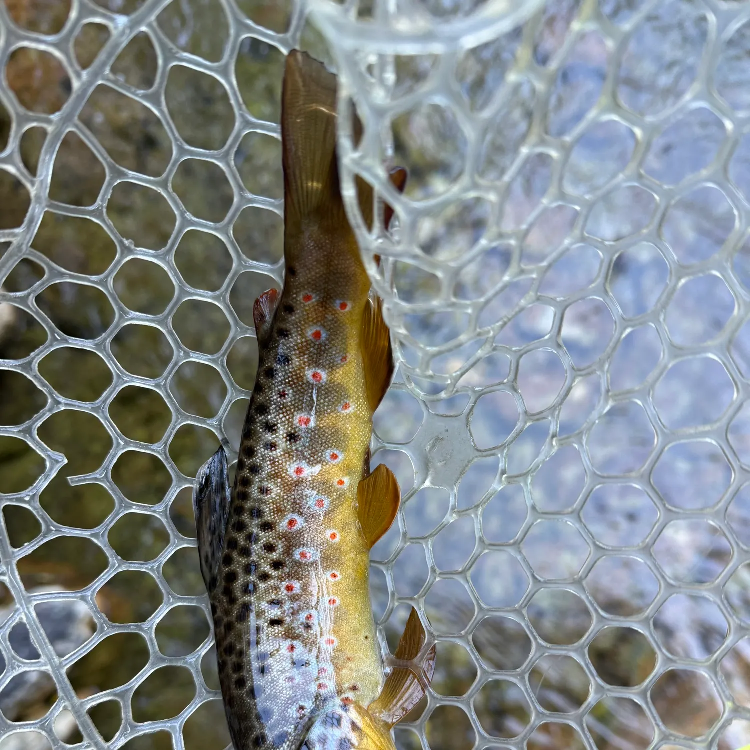 Brown trout caught on Fishbrain