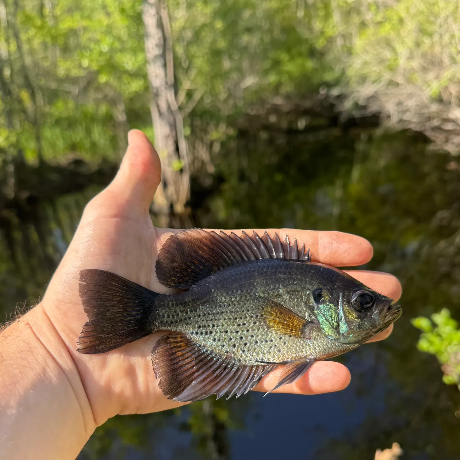 The most recent Flier catches on Fishbrain