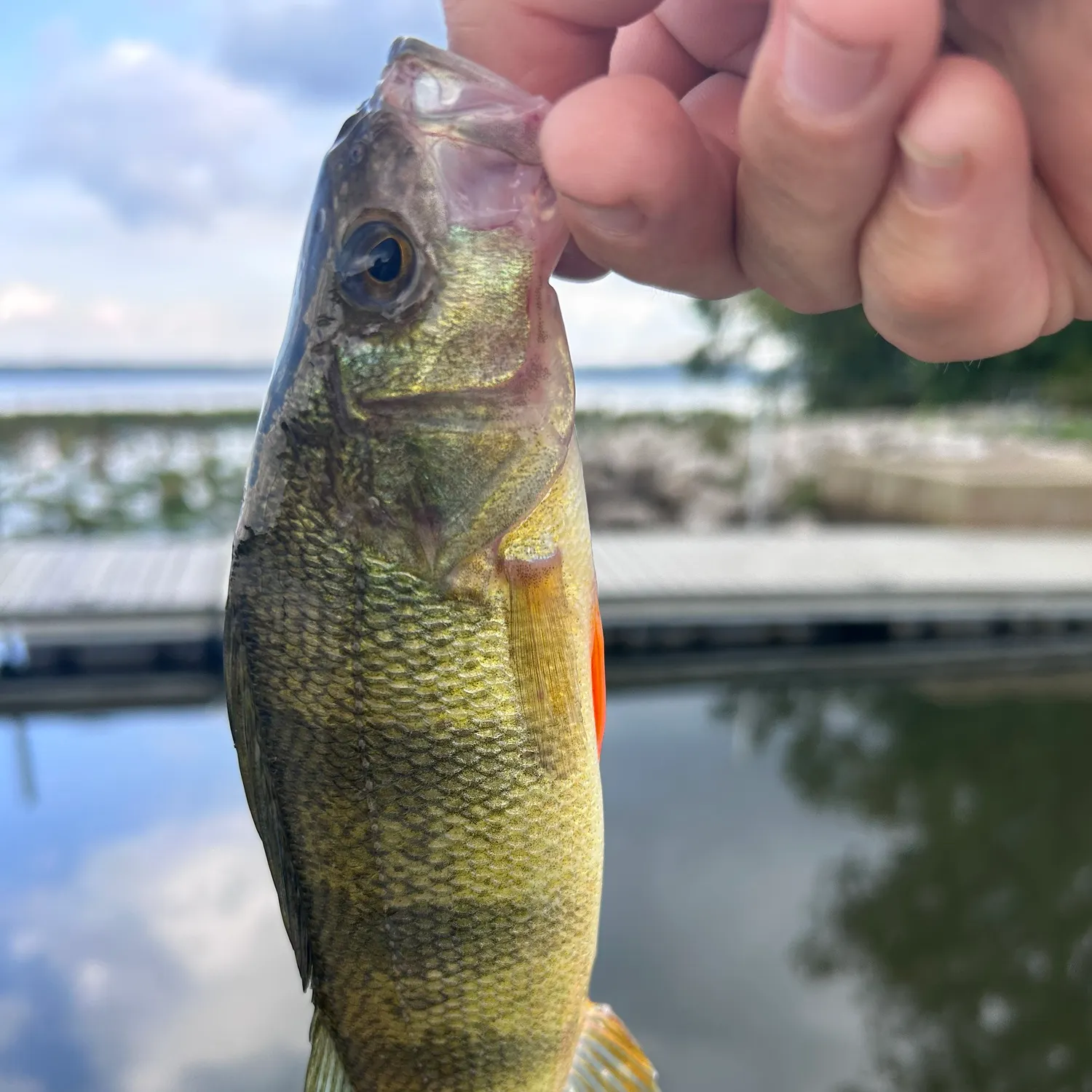 Yellow perch caught on Fishbrain