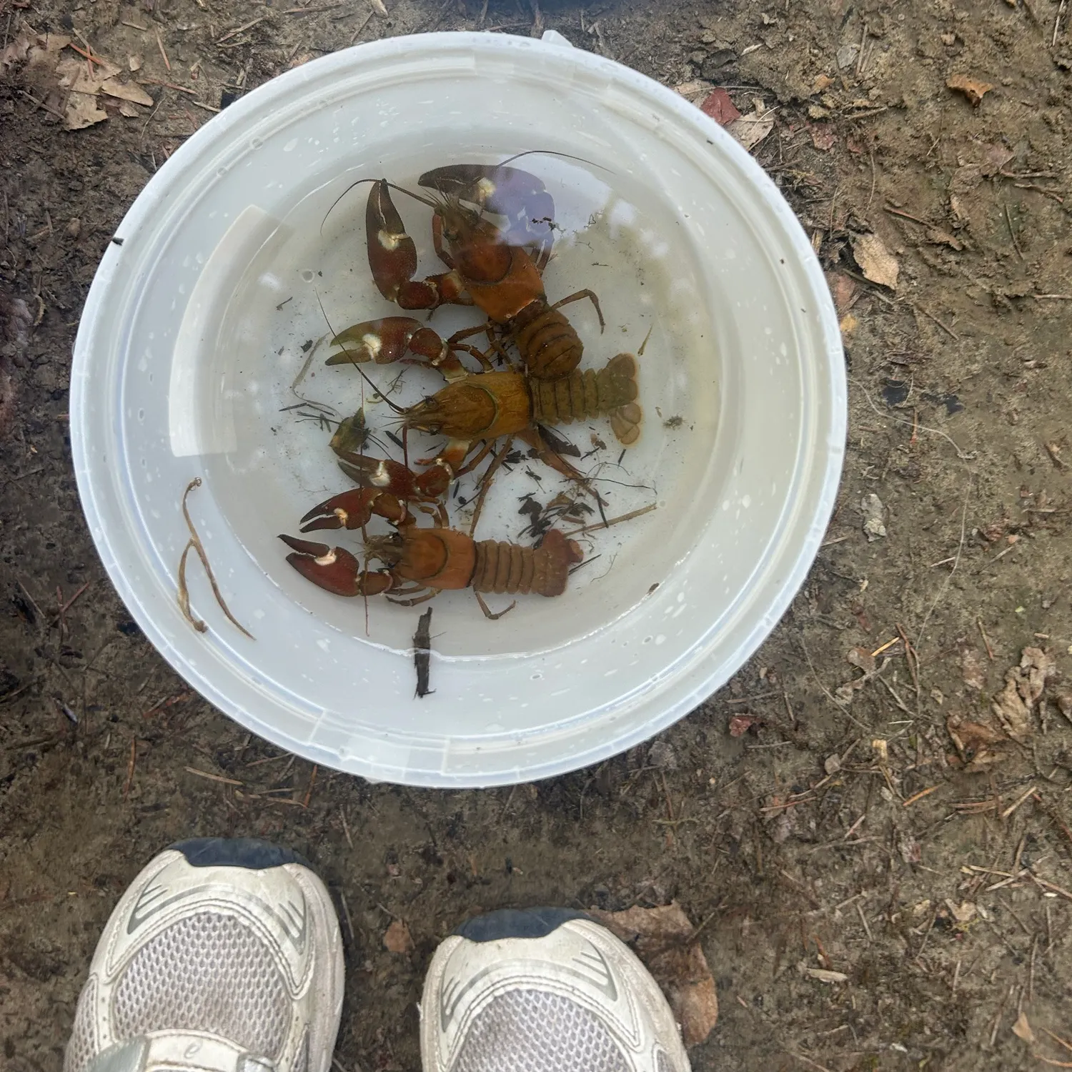 The most recent Appalachian brook crayfish catches on Fishbrain