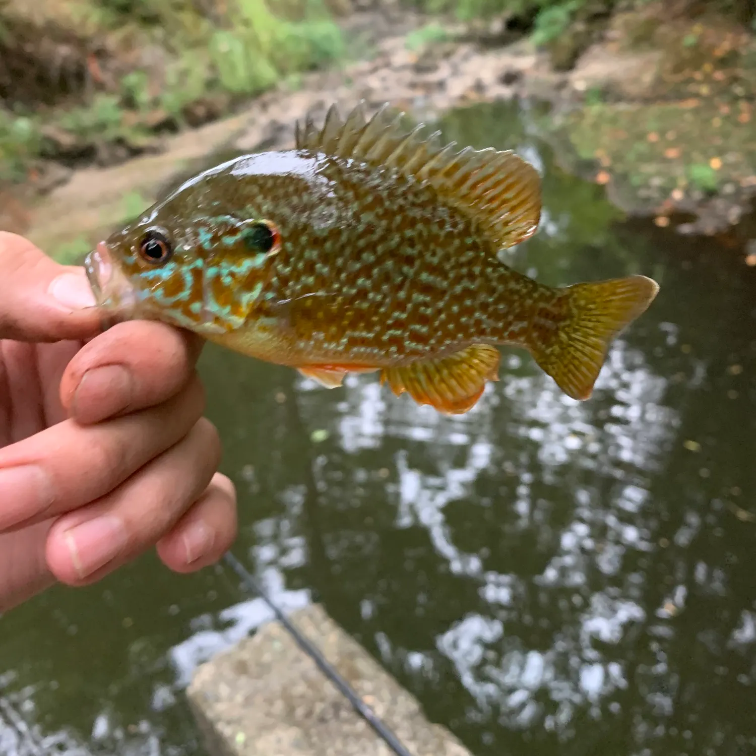 Greengill hybrid caught on Fishbrain