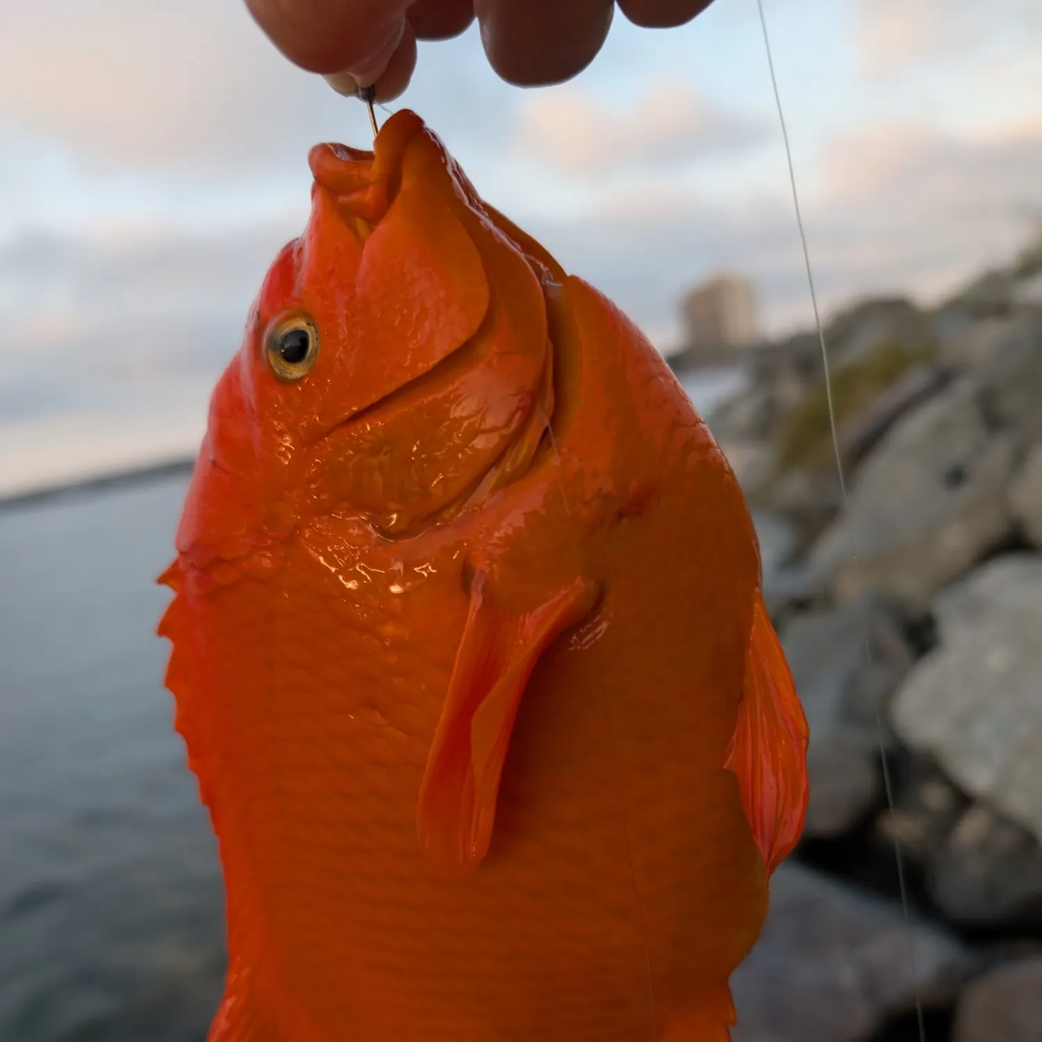 The most recent Garibaldi damselfish catches on Fishbrain