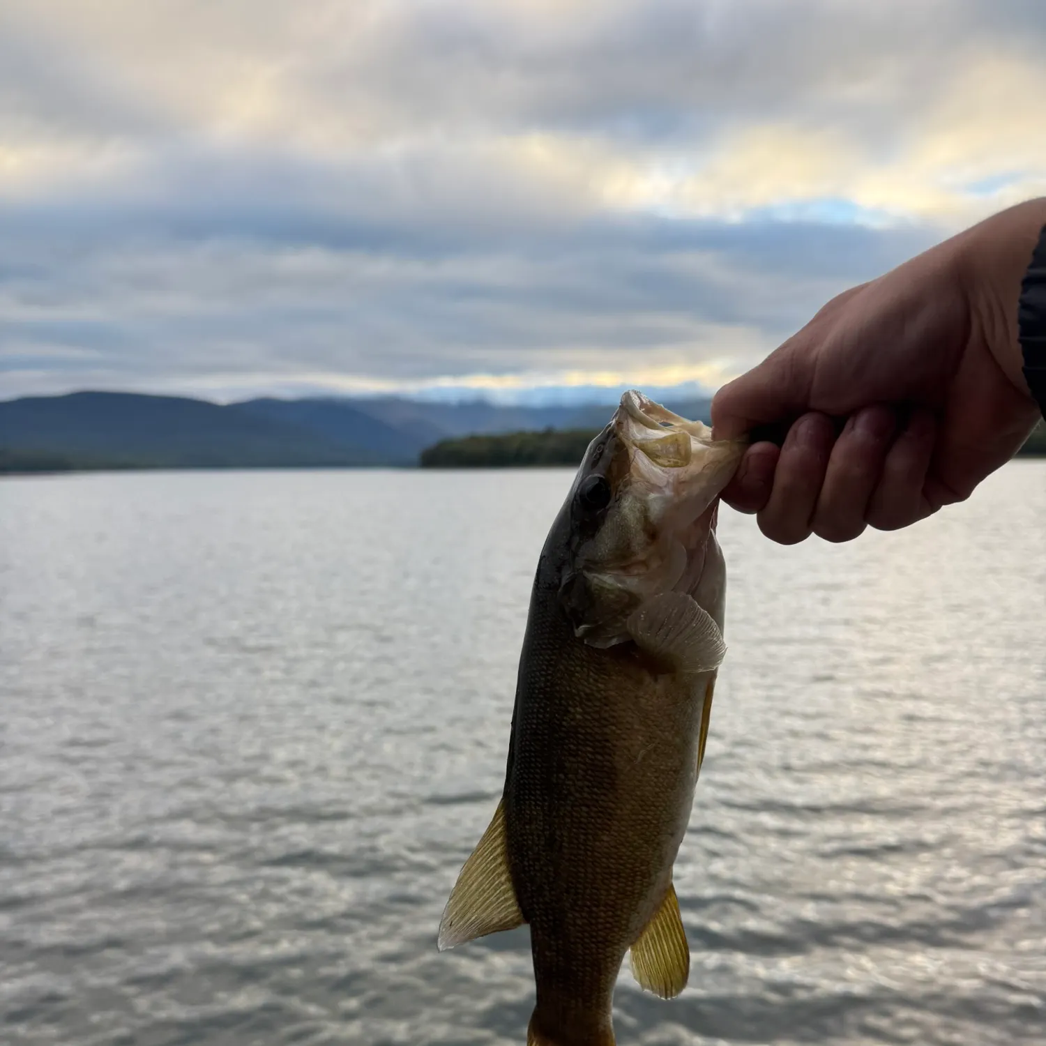Smallmouth bass caught on Fishbrain