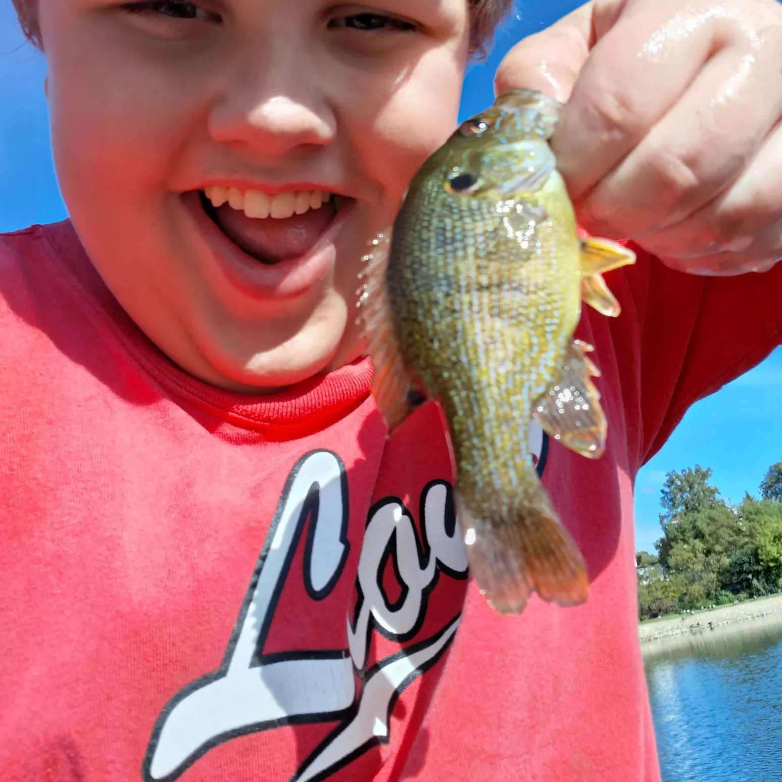 Green sunfish caught on Fishbrain
