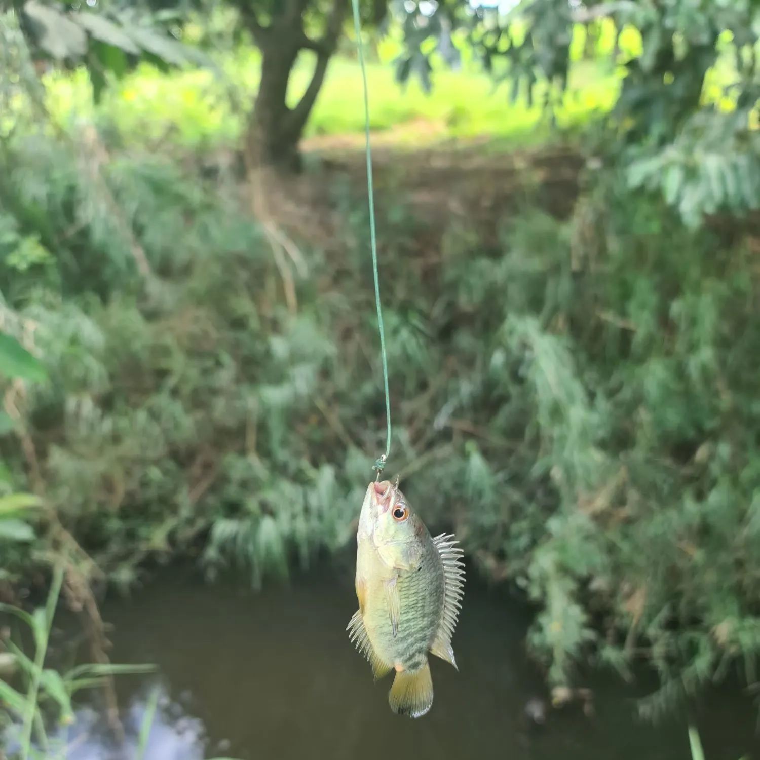 The most recent Climbing perch catches on Fishbrain