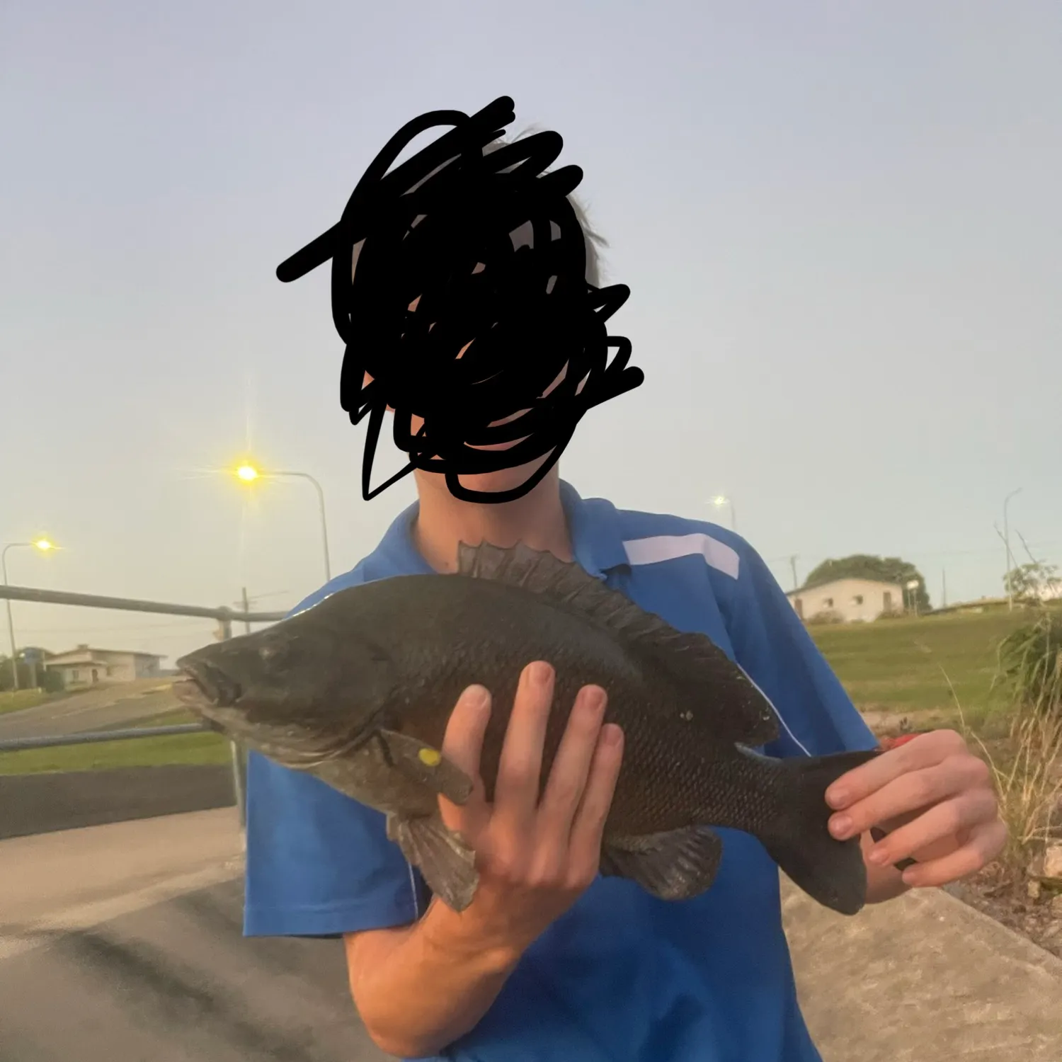 Sooty grunter caught on Fishbrain