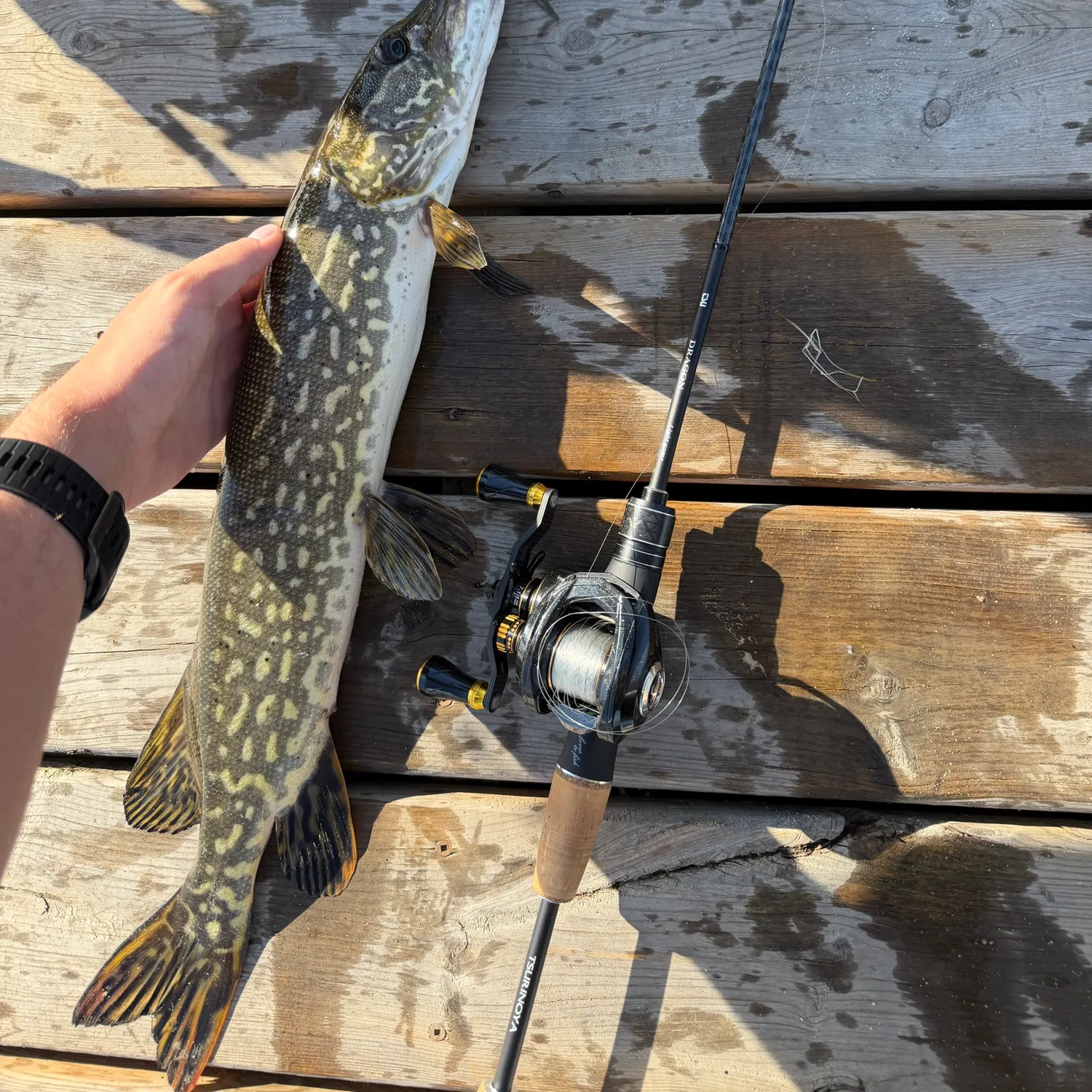 recently logged catches