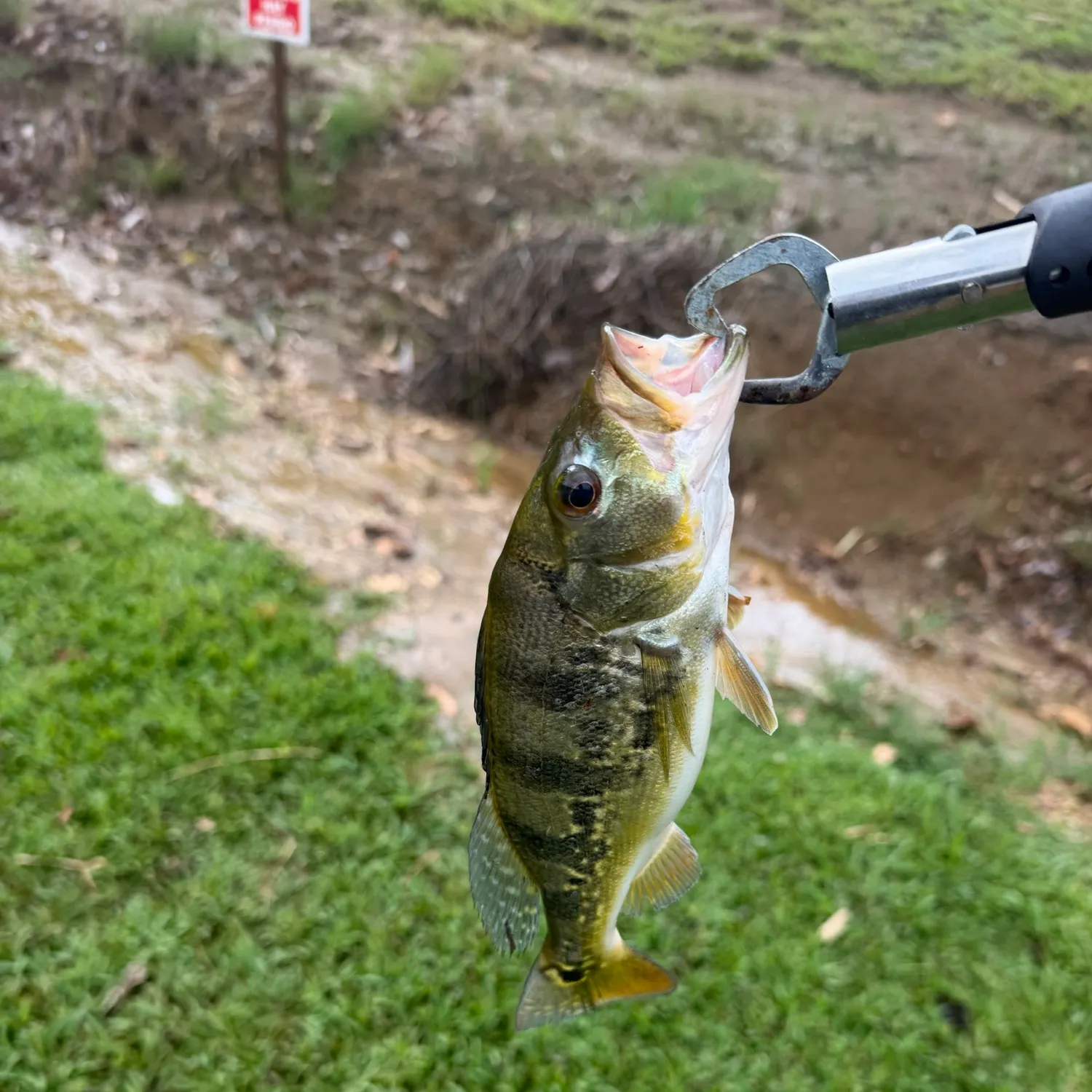 Butterfly peacock bass caught on Fishbrain
