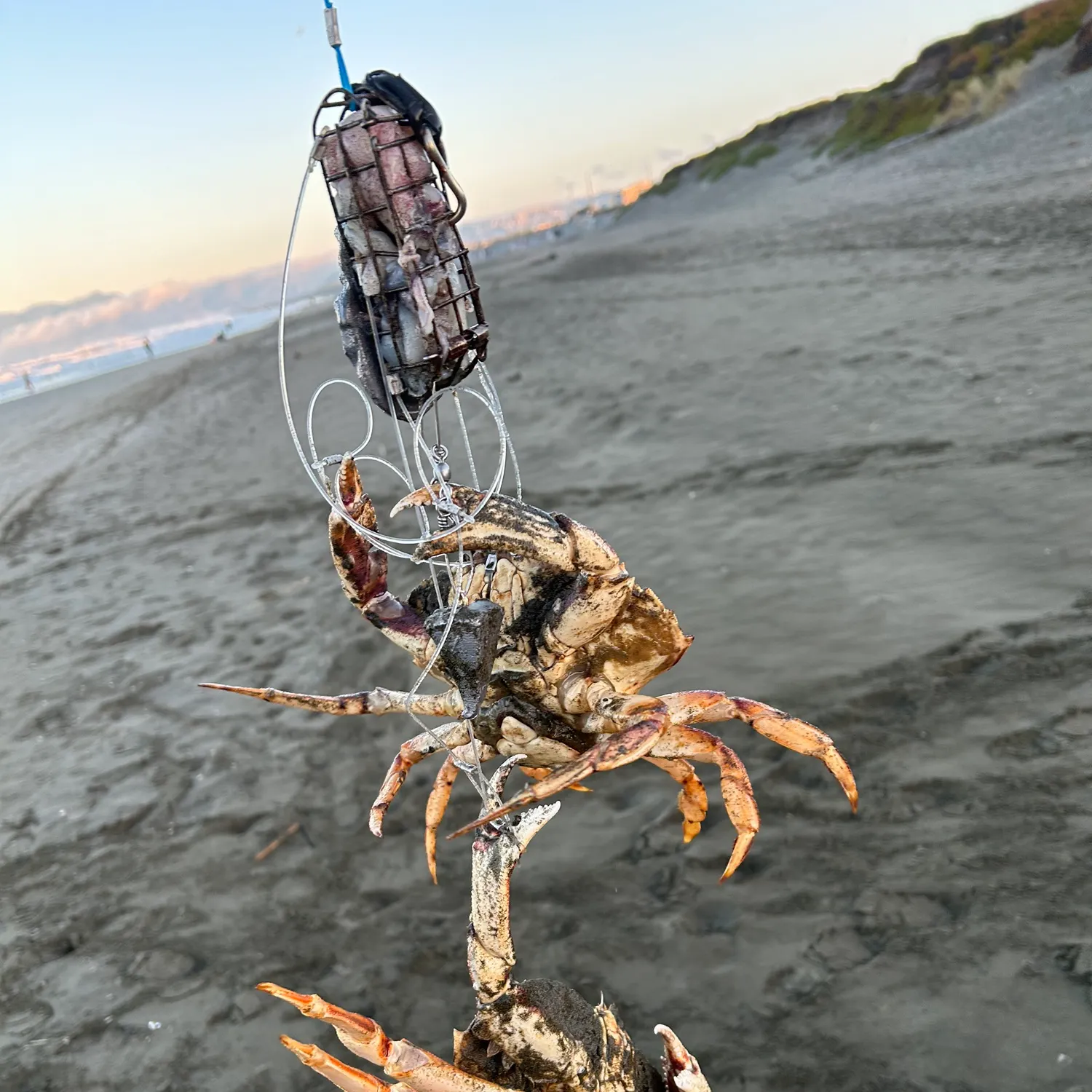 The most recent Dungeness crab catches on Fishbrain