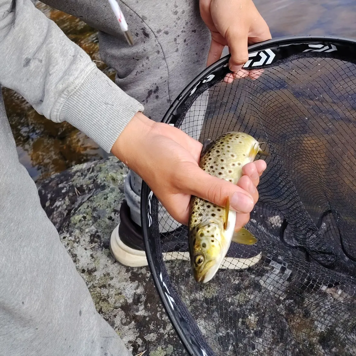 Brown trout caught on Fishbrain