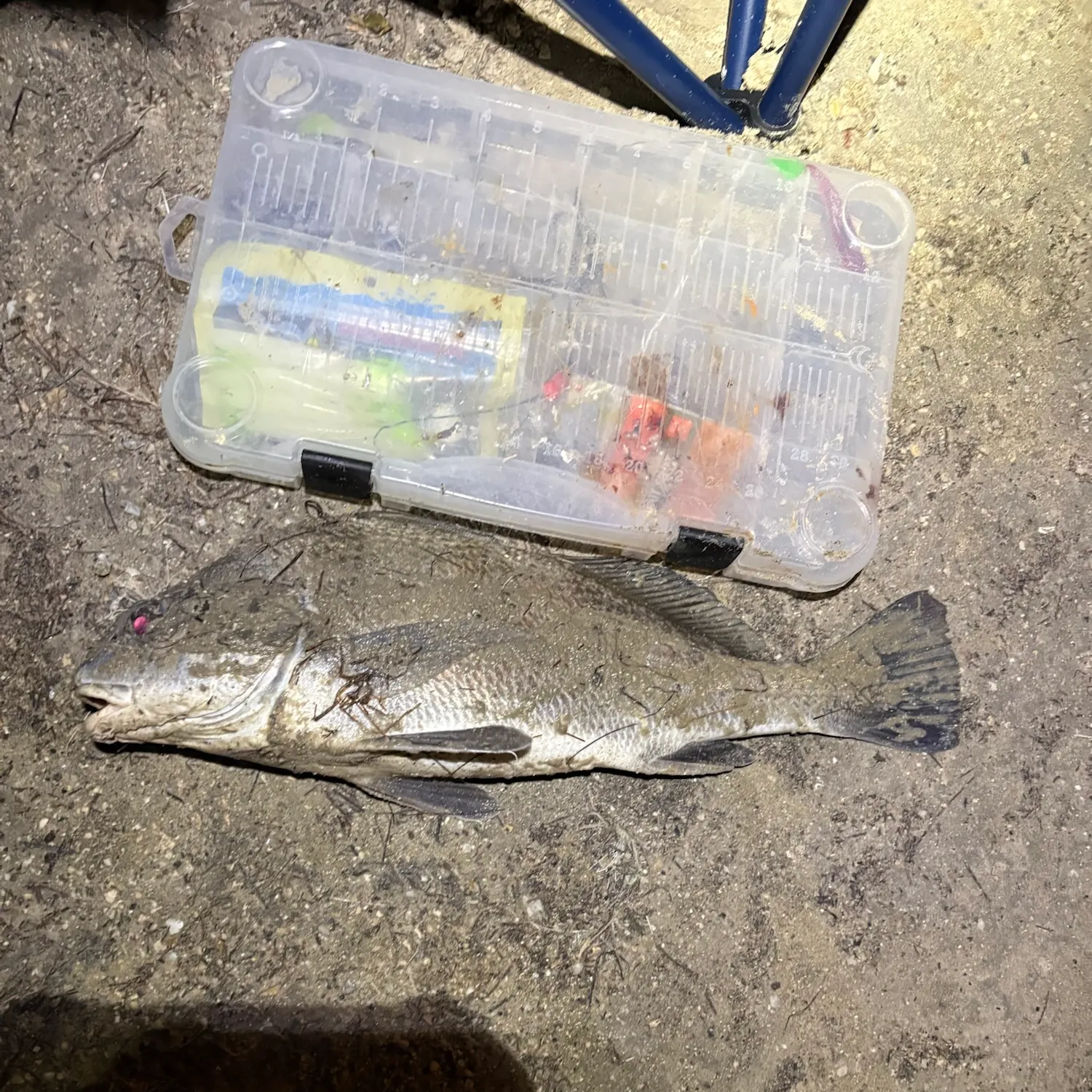 Black drum caught on Fishbrain