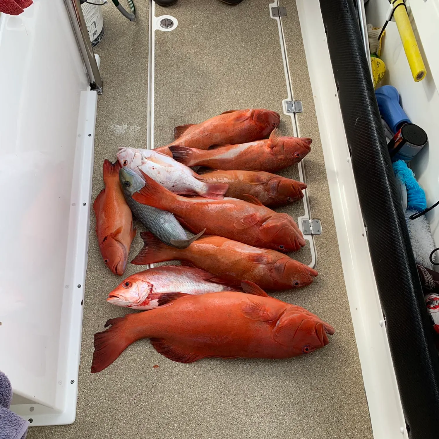 recently logged catches