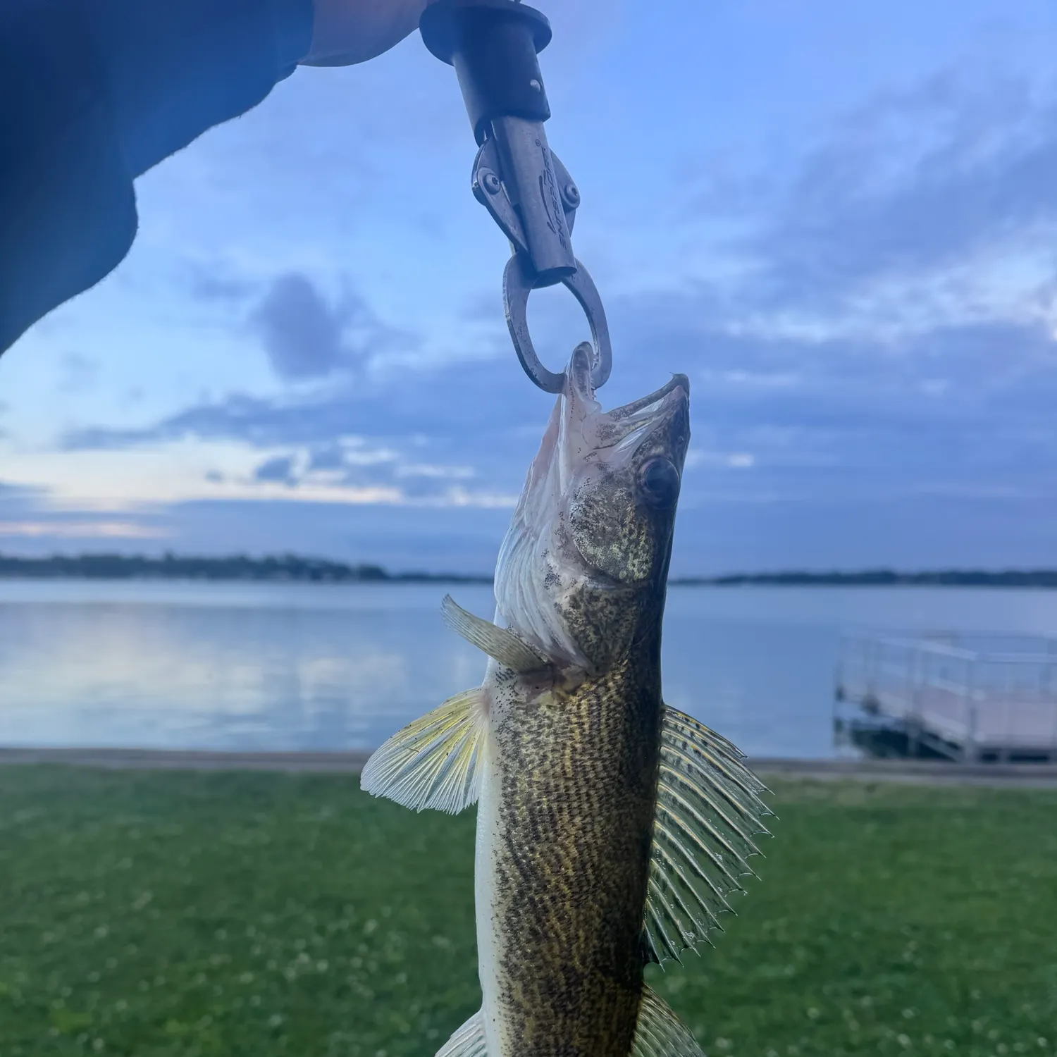 Walleye caught on Fishbrain