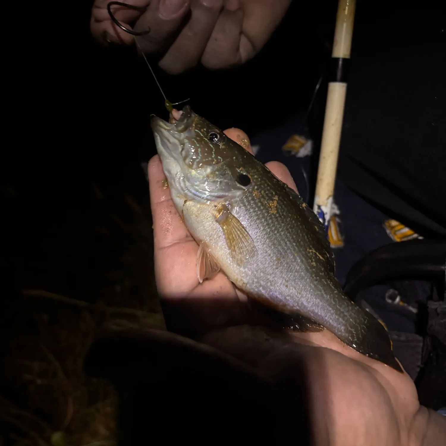 Green sunfish caught on Fishbrain