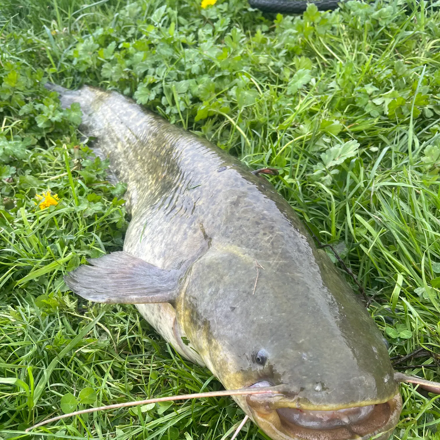 The most recent Wels catfish catches on Fishbrain