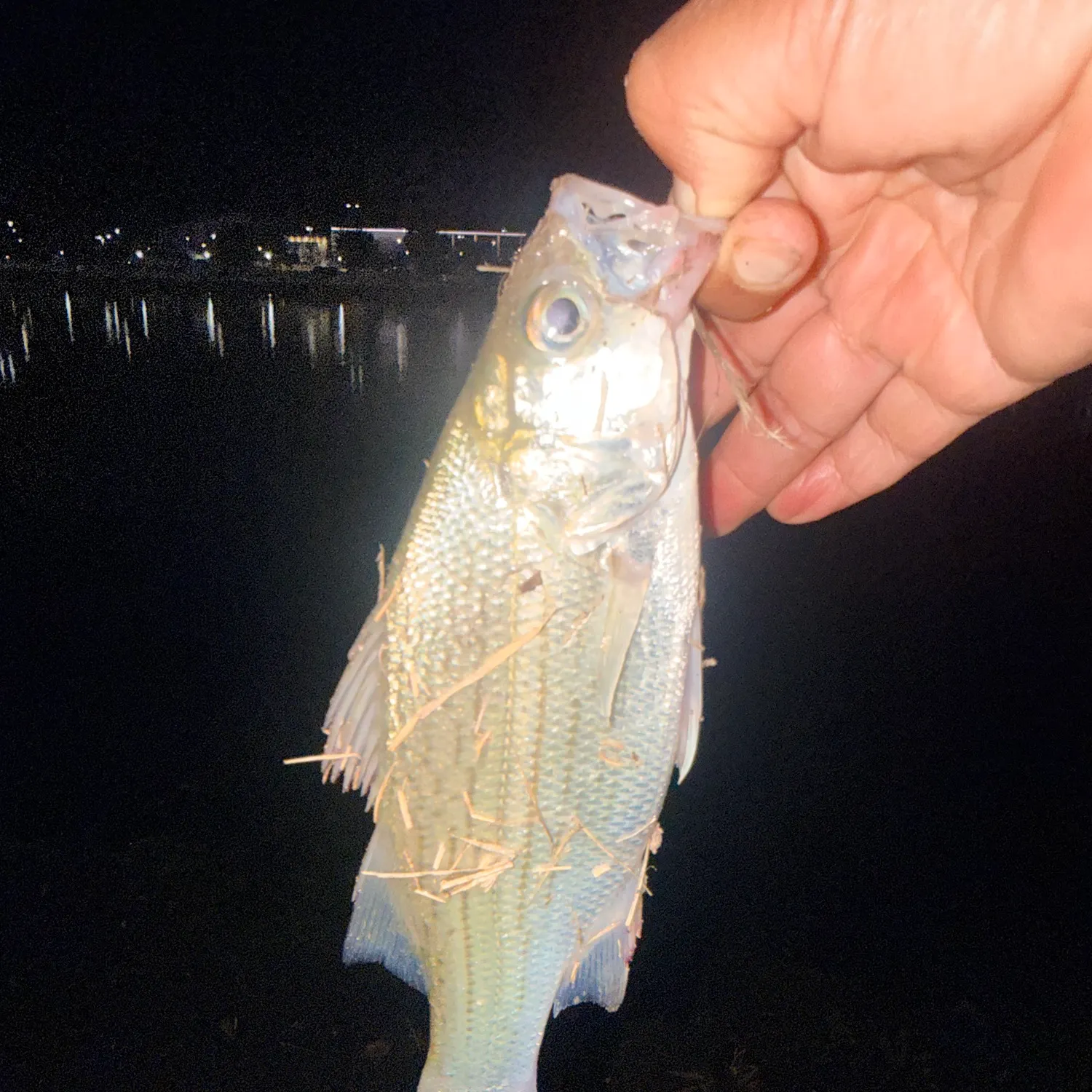 White bass caught on Fishbrain