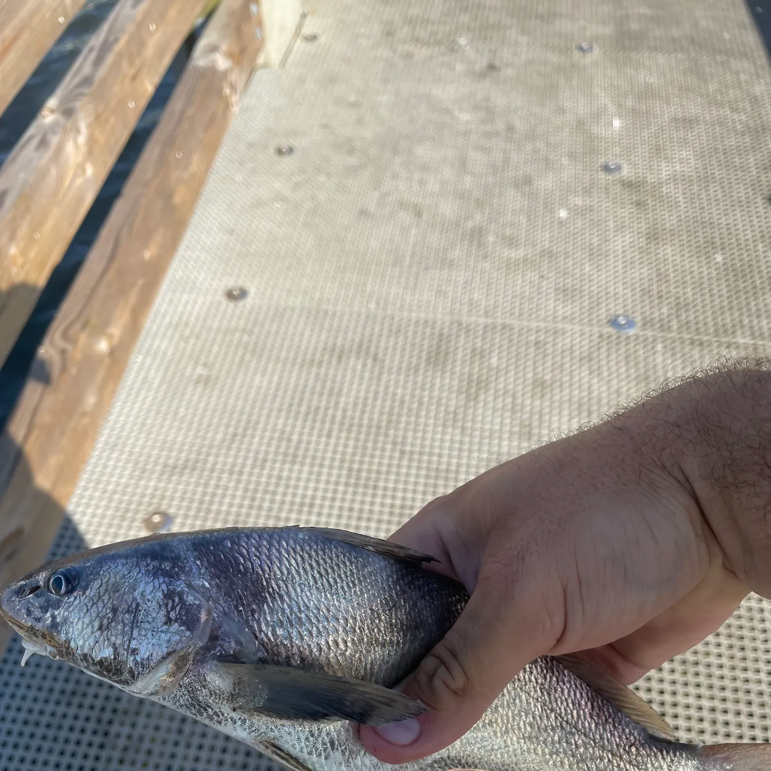 angler catch